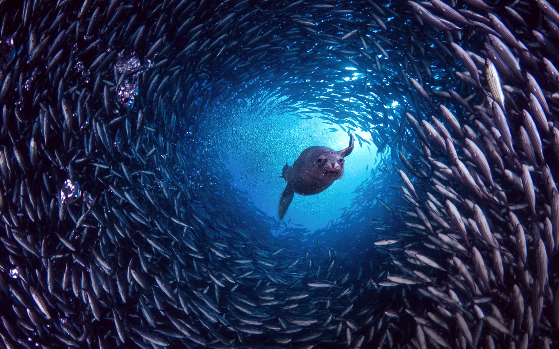 isole galapagos isola santa cruz leone marino delle galapagos pesce