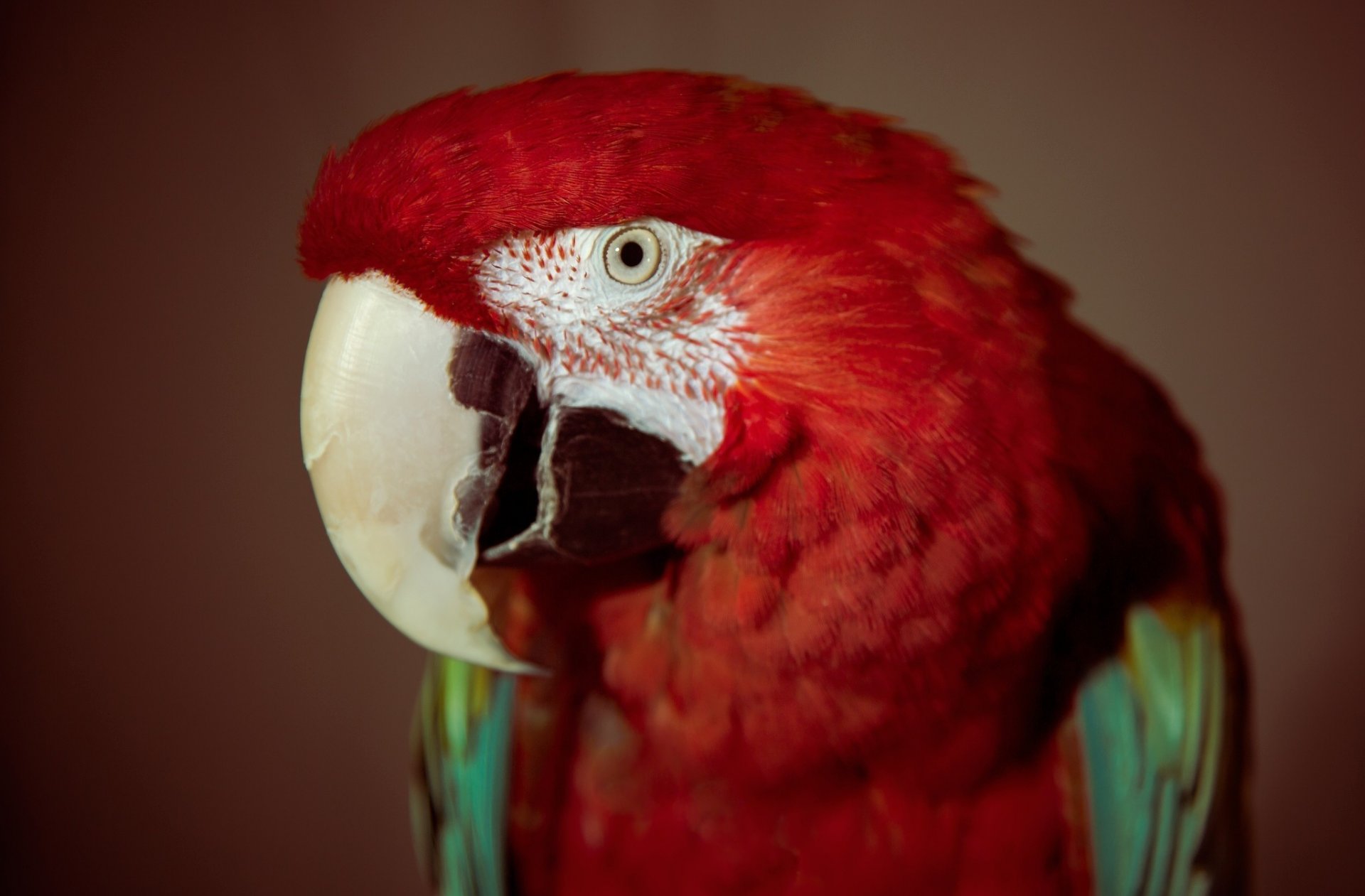 perroquet oiseau oeil rouge plumes