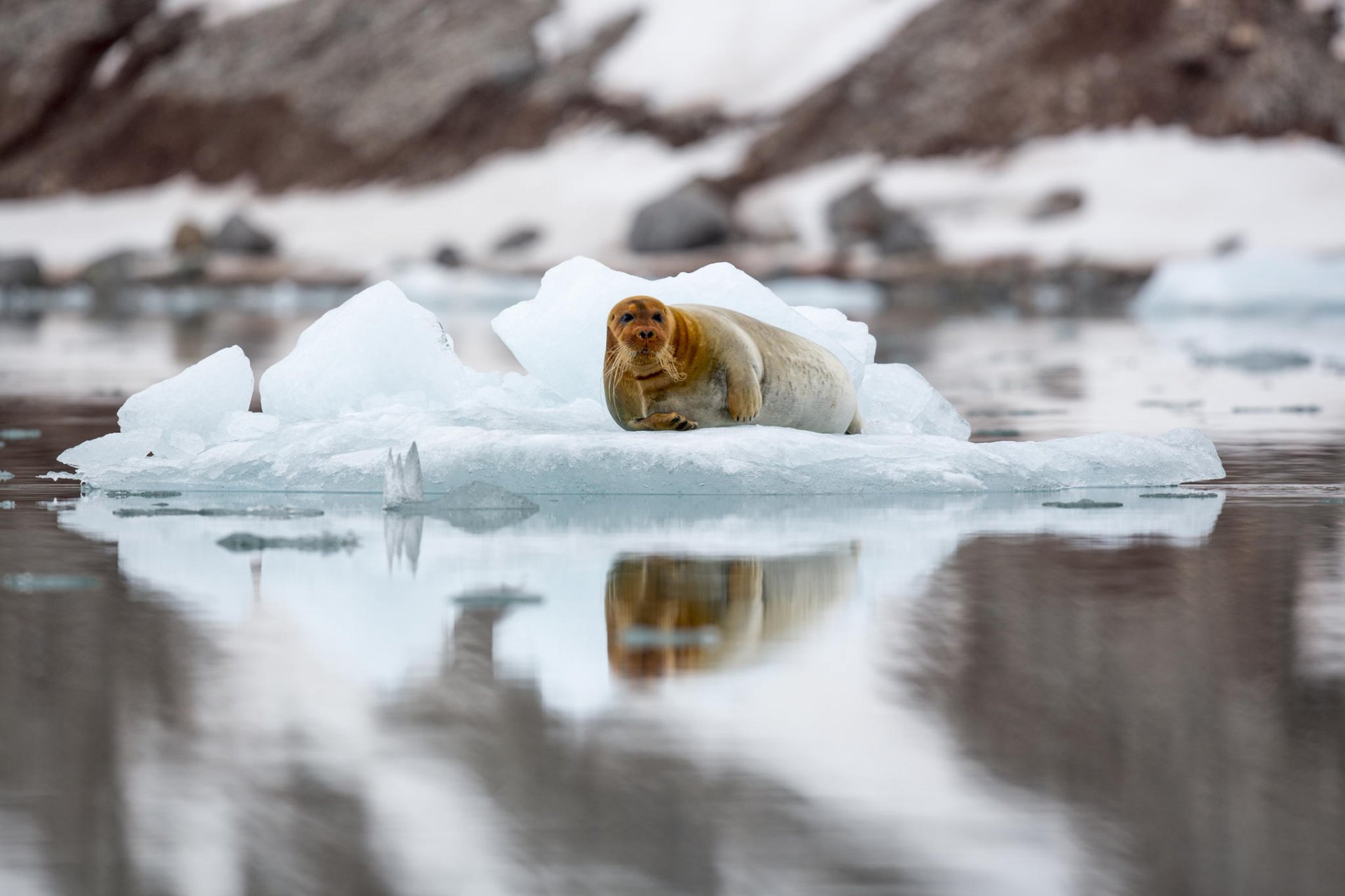 svalbard lièvre de mer lahtak phoque banquise