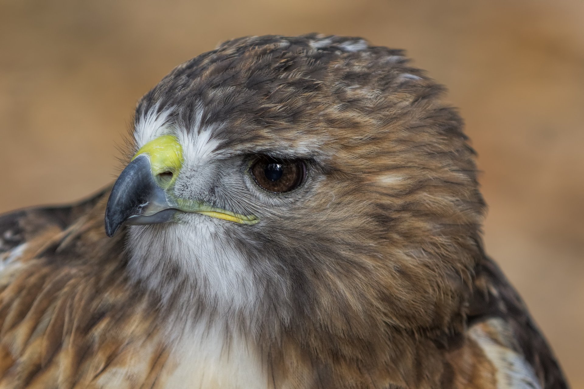 falco uccello profilo vista