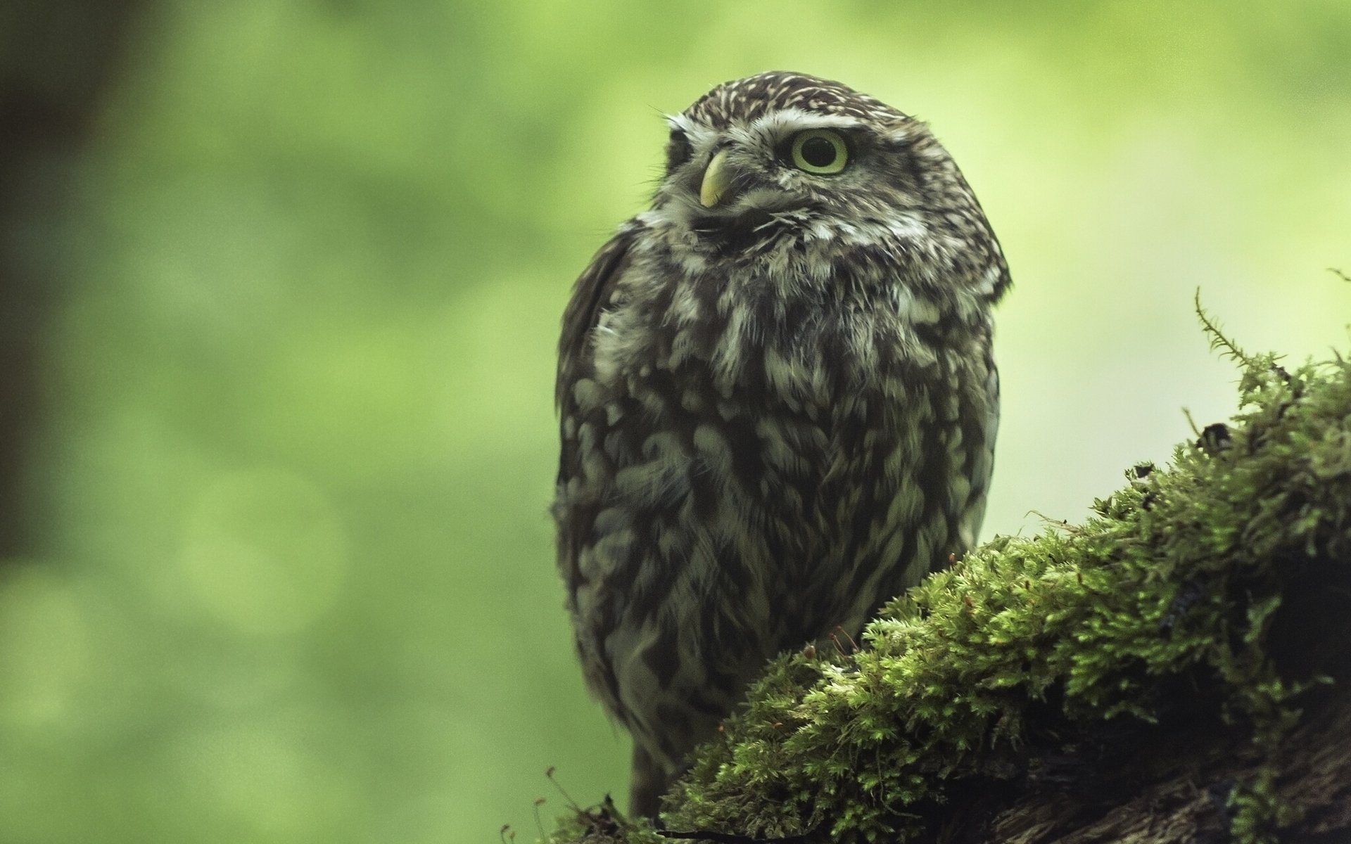 hibou domestique hibou mousse