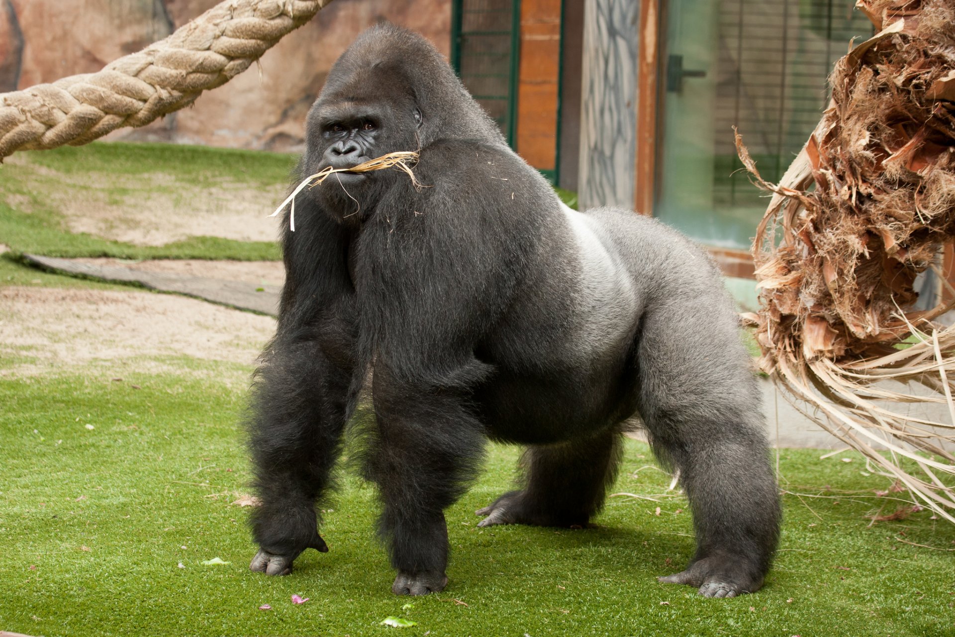 gorilla affe primat männchen