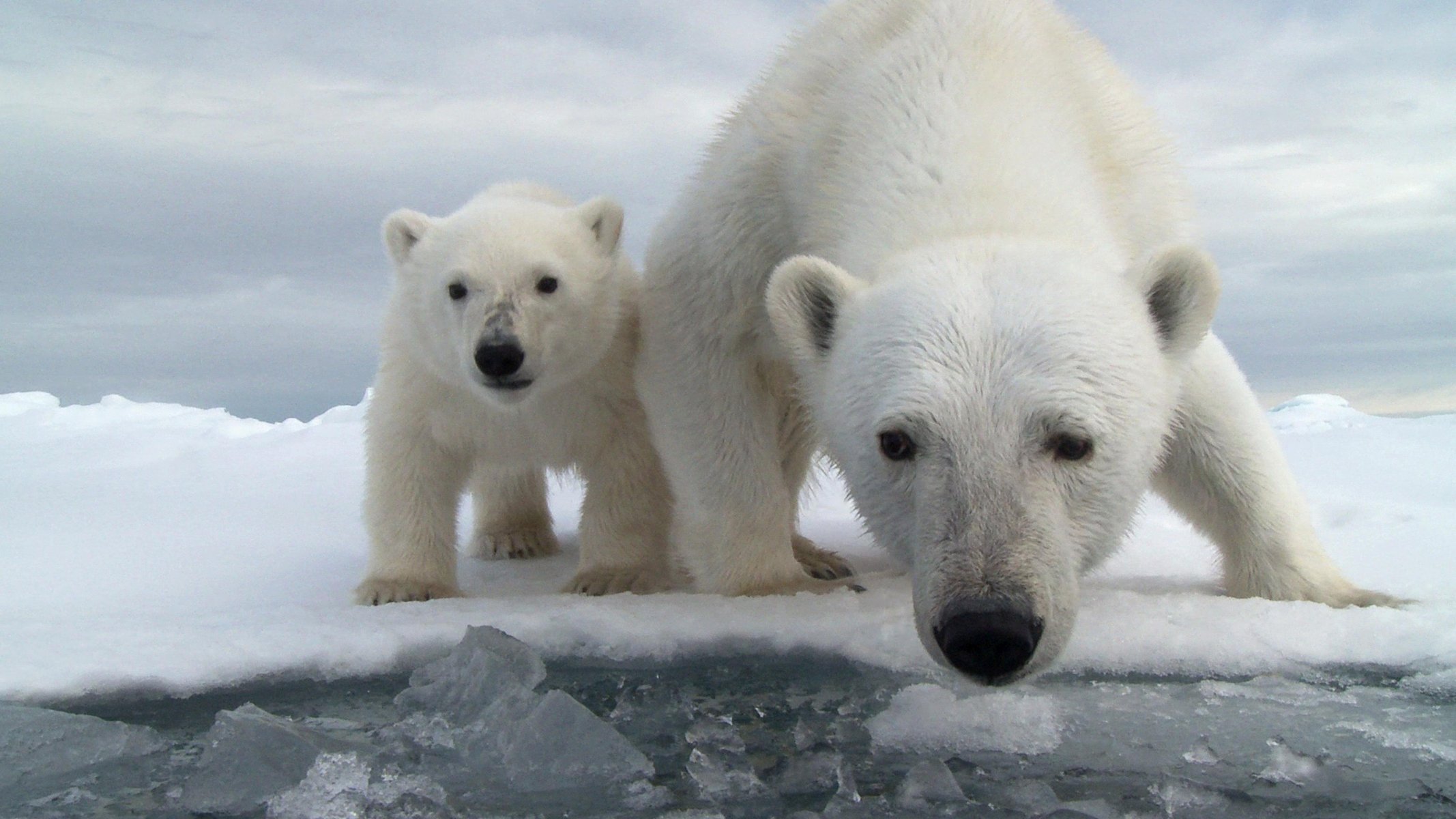 lód śnieg woda ocean niedźwiedź niedźwiedź polarny niedźwiedź niedźwiedź