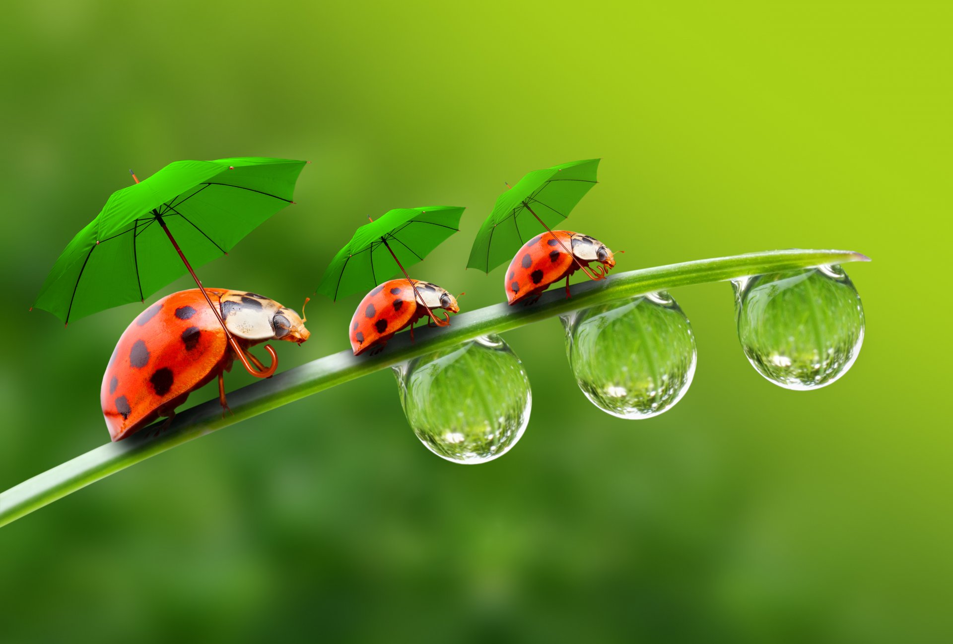 grass blade ladybugs droplets umbrellas drop