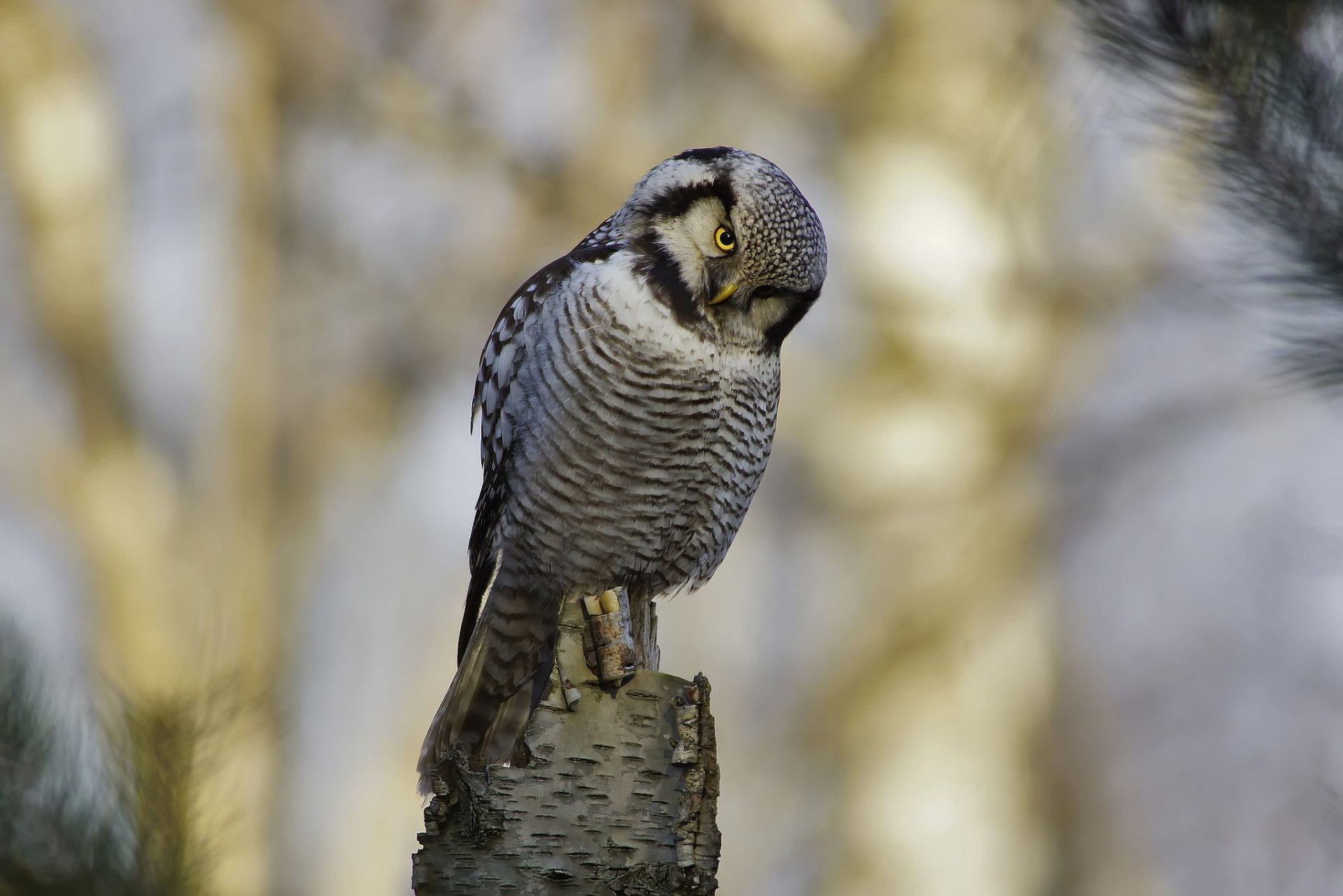 eule habicht vogel blick