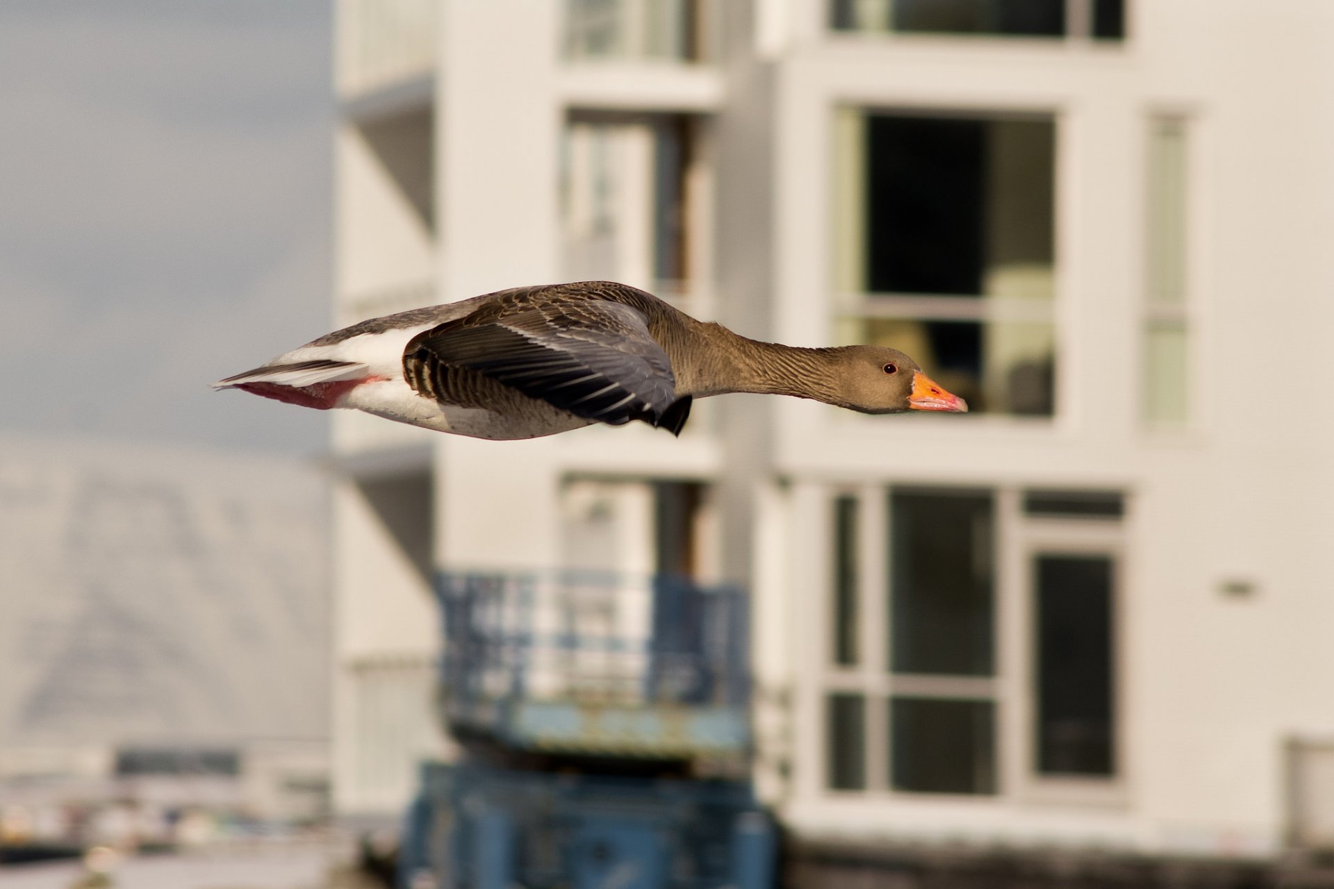 ente stadt