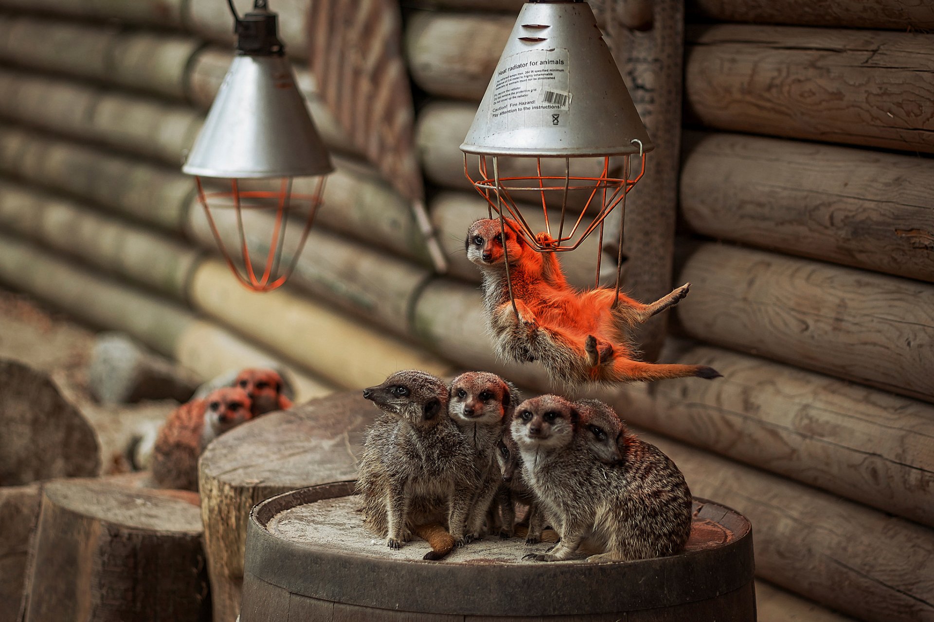 meerkats little family bulb