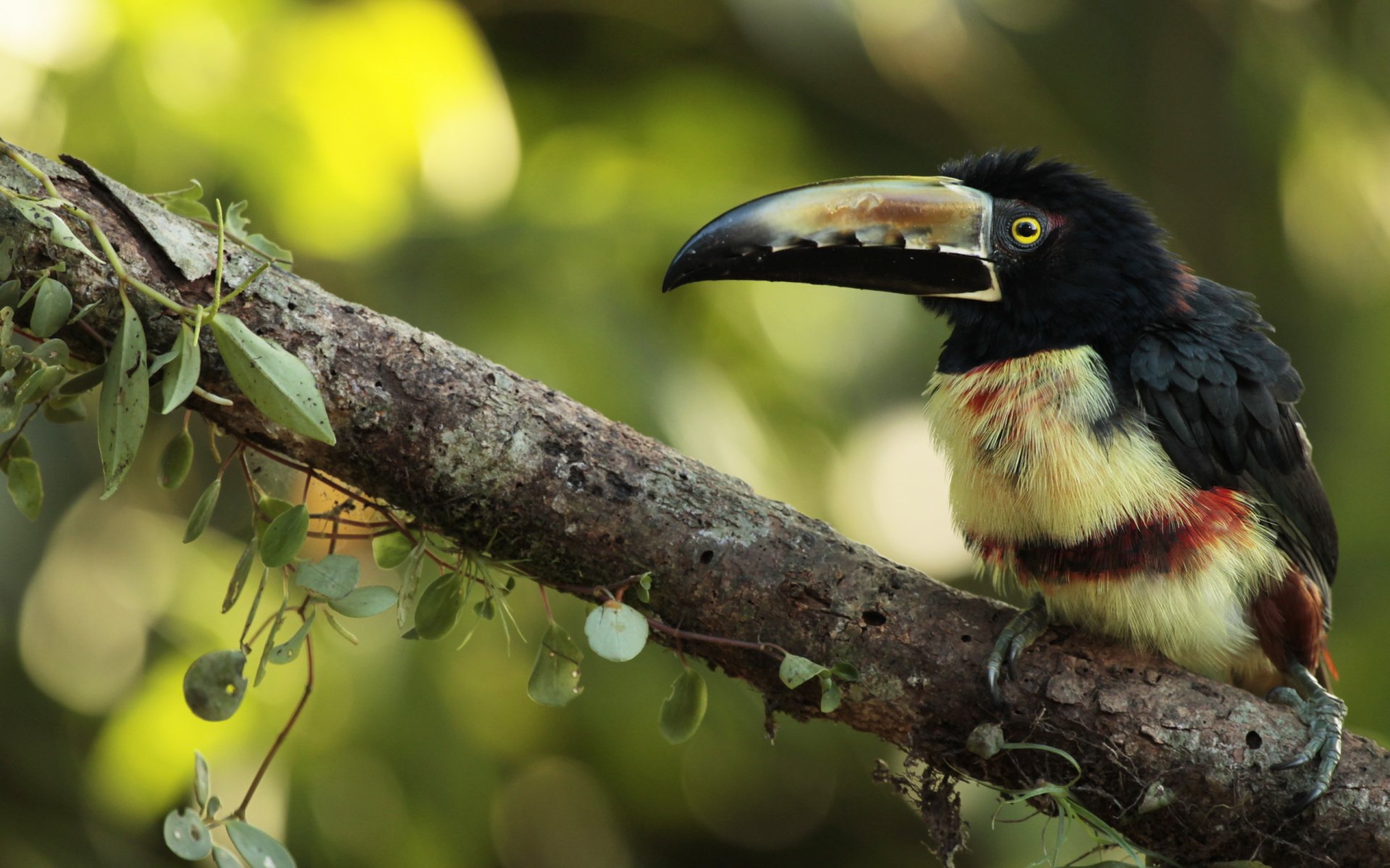 collared aracari poultry nature