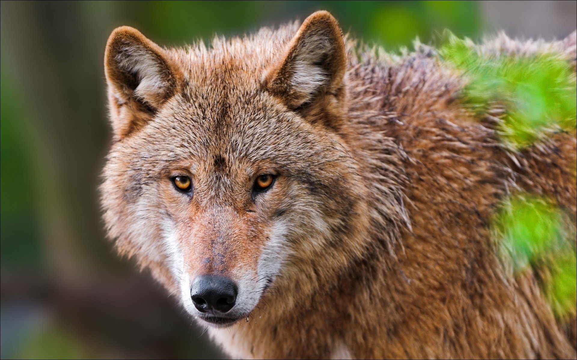 animal lobo retrato