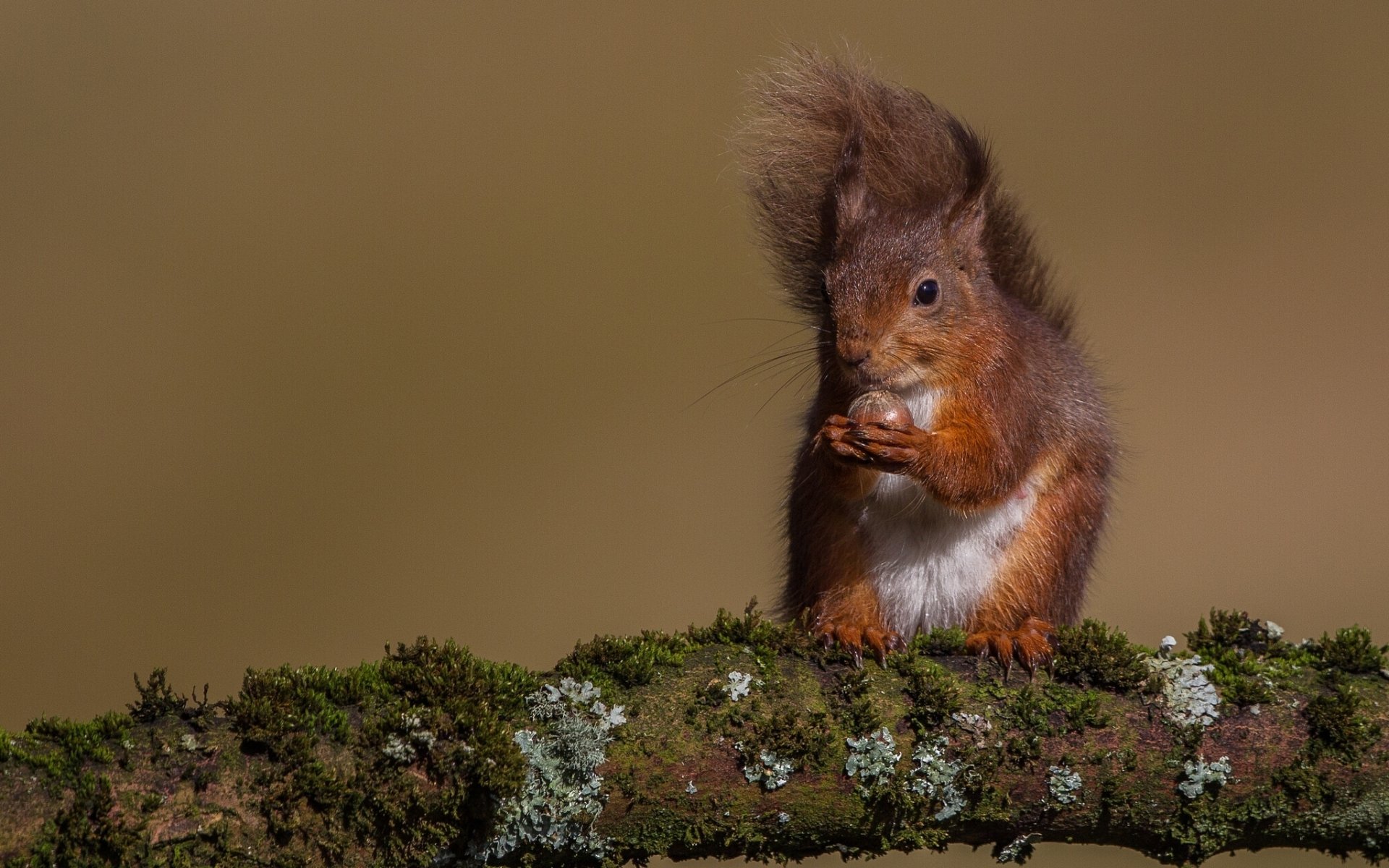 protein red branch females walnut