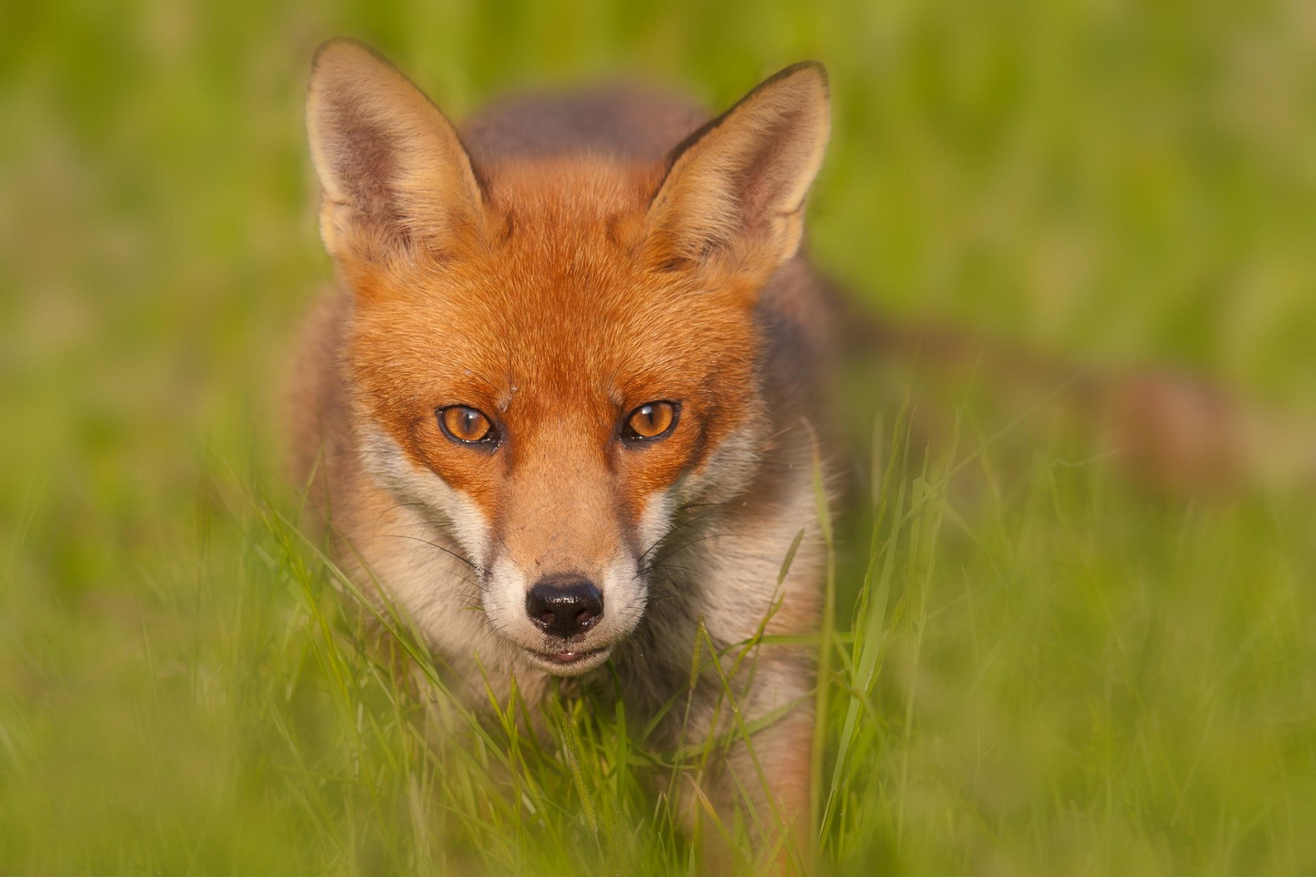 red fox fox blur