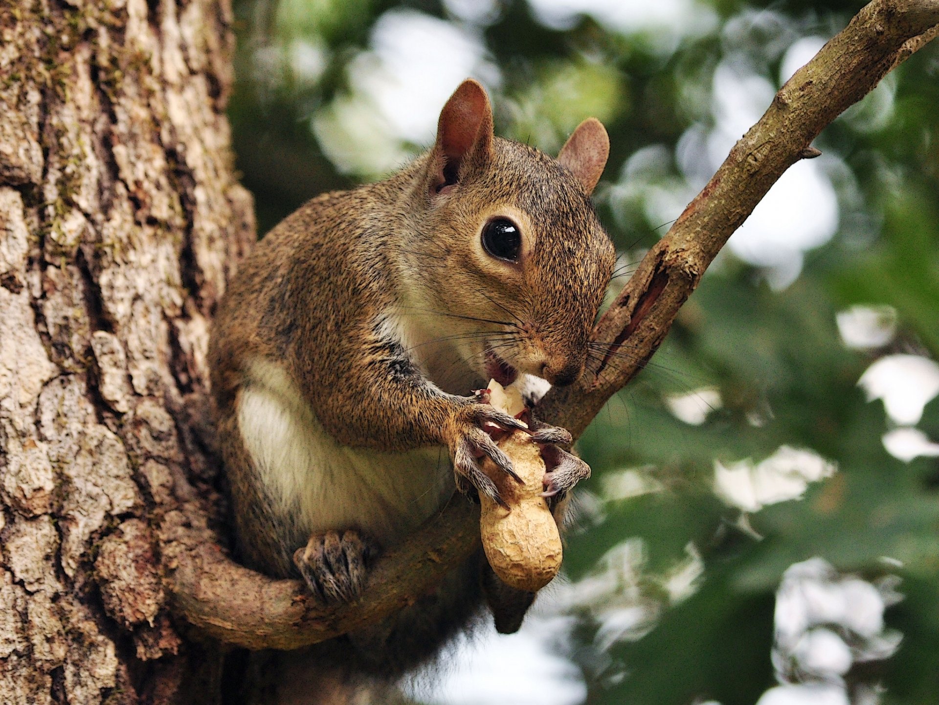 protein walnut tree branch