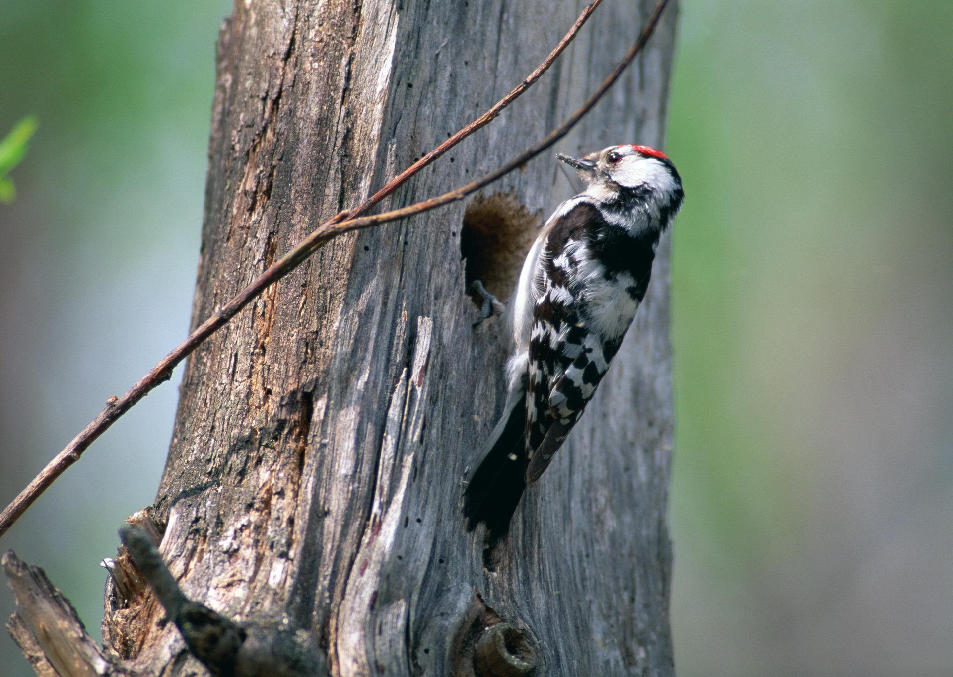 specht vogel baum