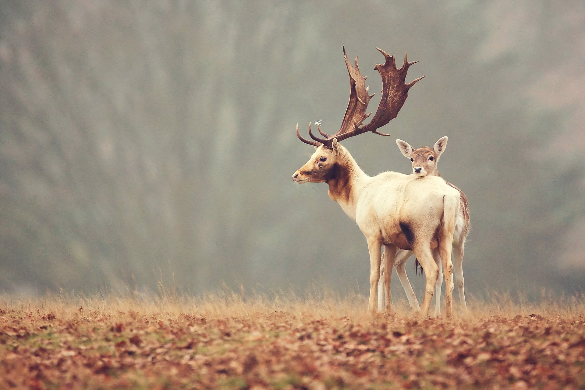 cervi natura sfondo