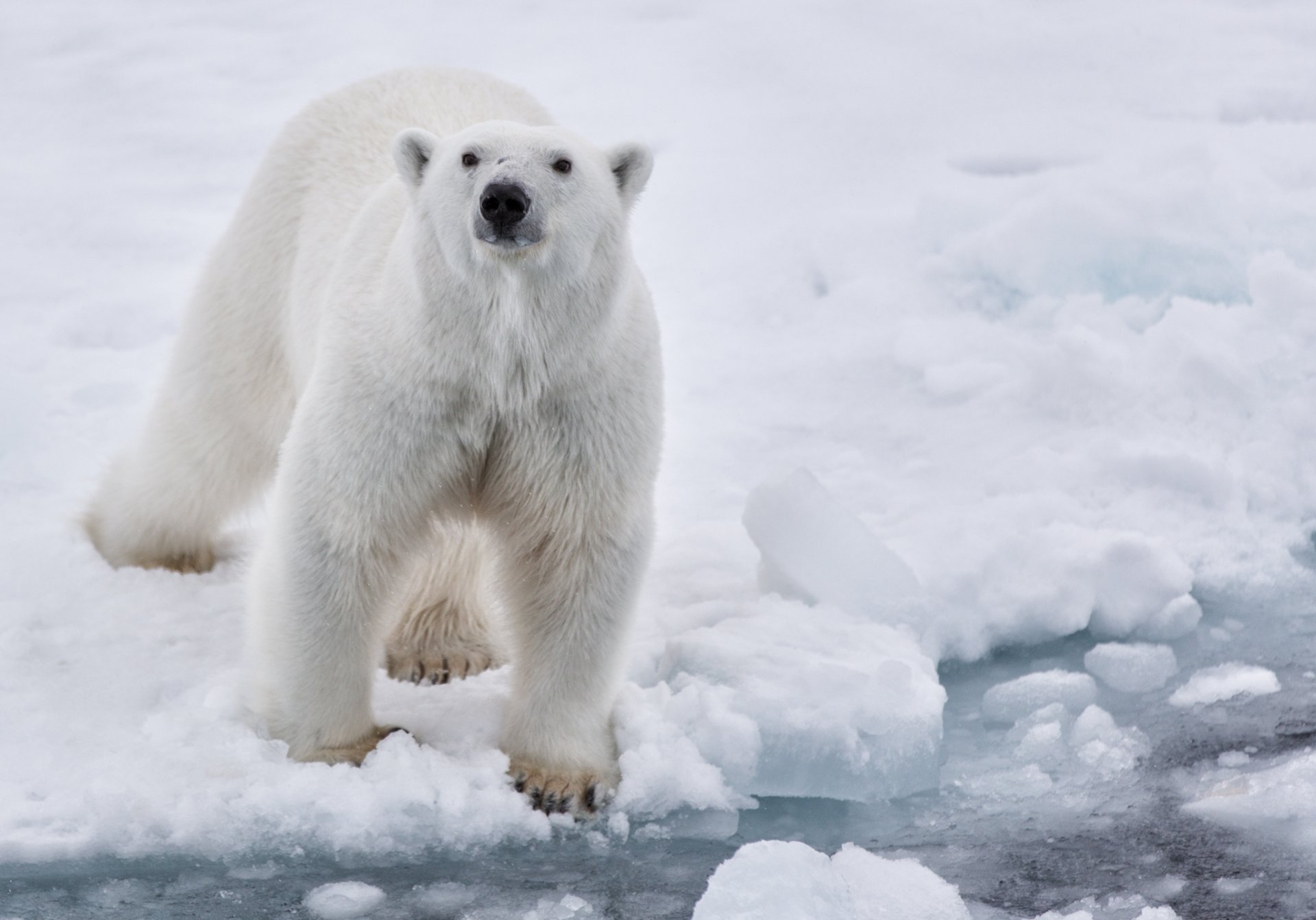 neve ghiaccio acqua orso bianco polare