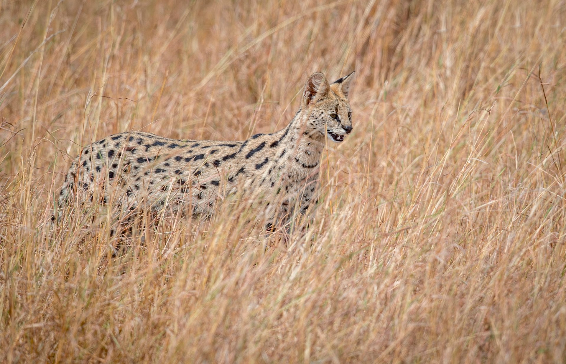 serval fauna selvatica cacciatore