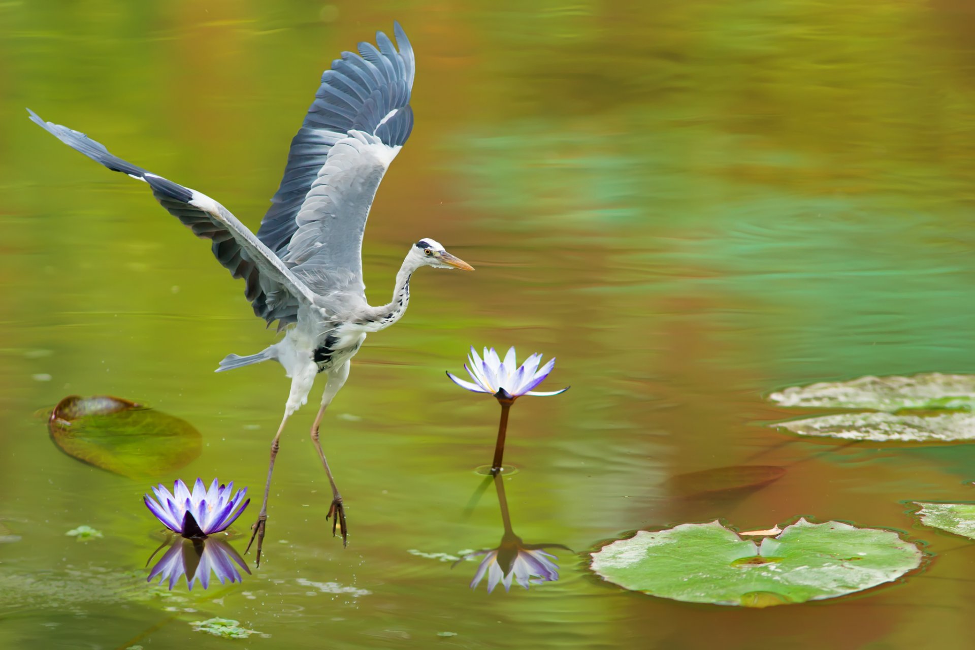 lago ninfee uccello airone grigio