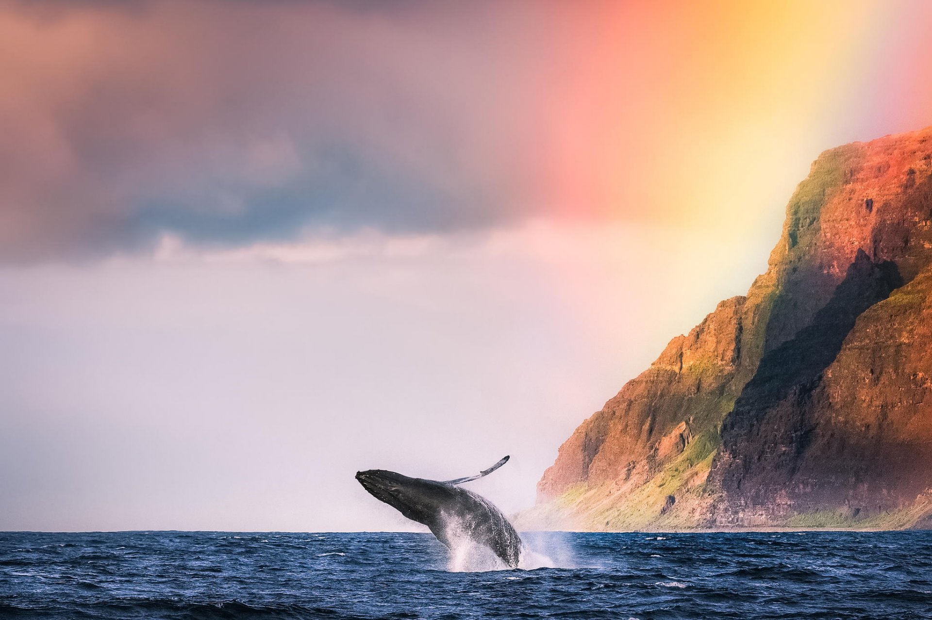 océan baleine animal côte montagnes