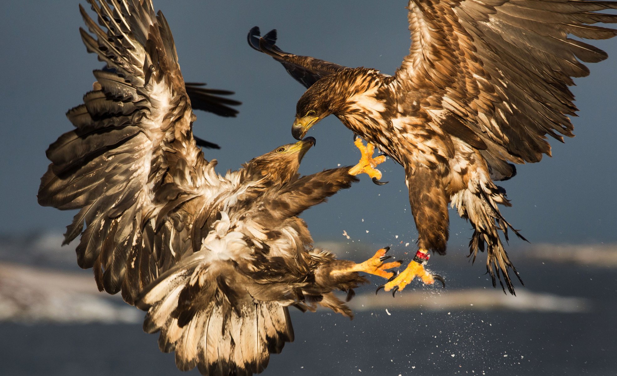 aigle royal oiseaux sparring