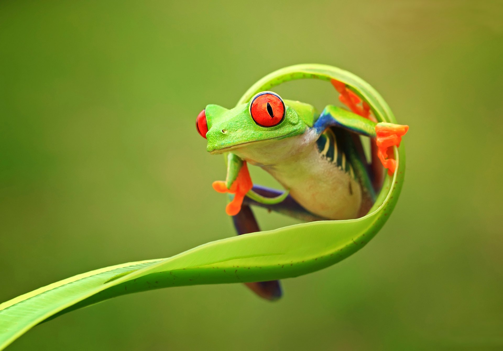 nature animals green frog eyes foot sprout flowers background east java province indonesia wallpaper