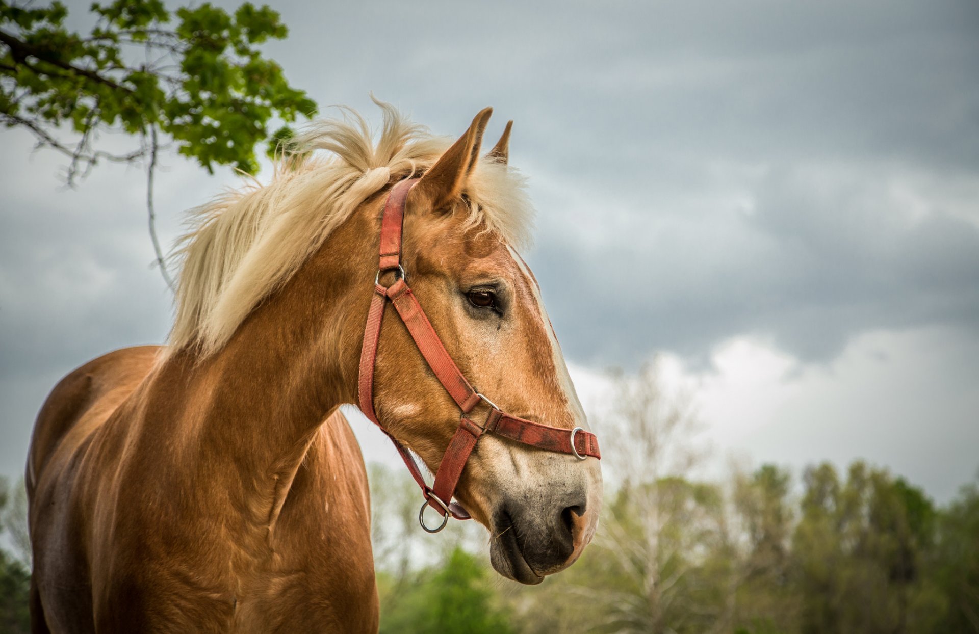 caballo retrato perfil fondo