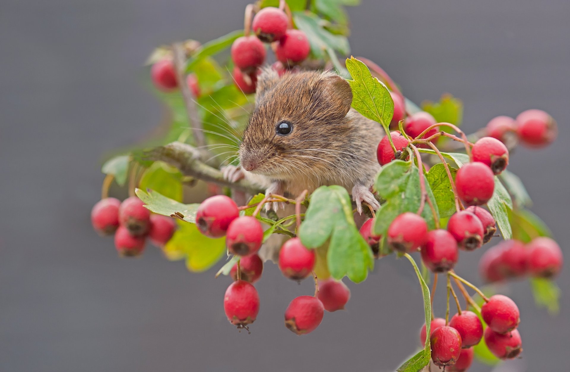 bank vole mouse rodent berries hawthorn branch close up