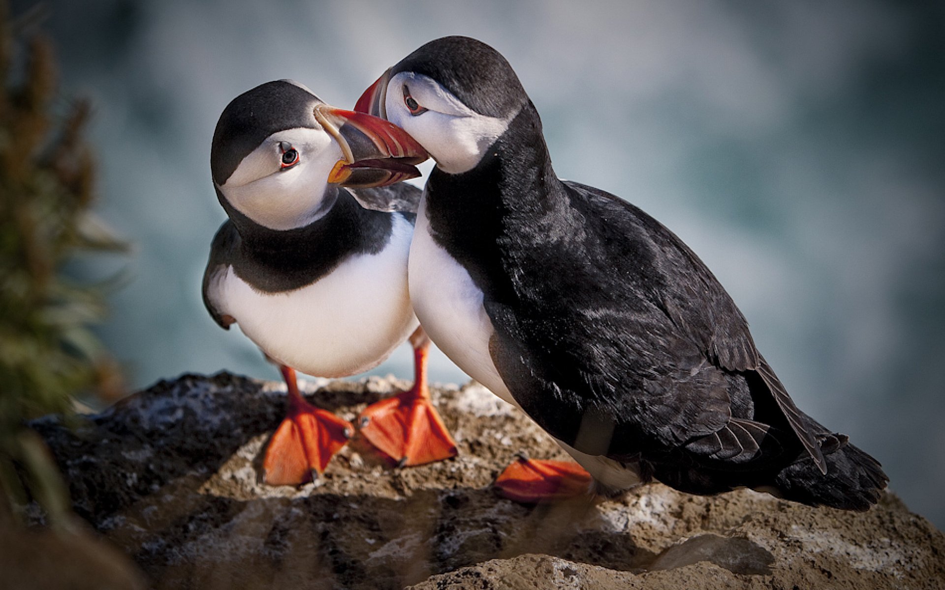 birds rio cost stone beaks eyes view