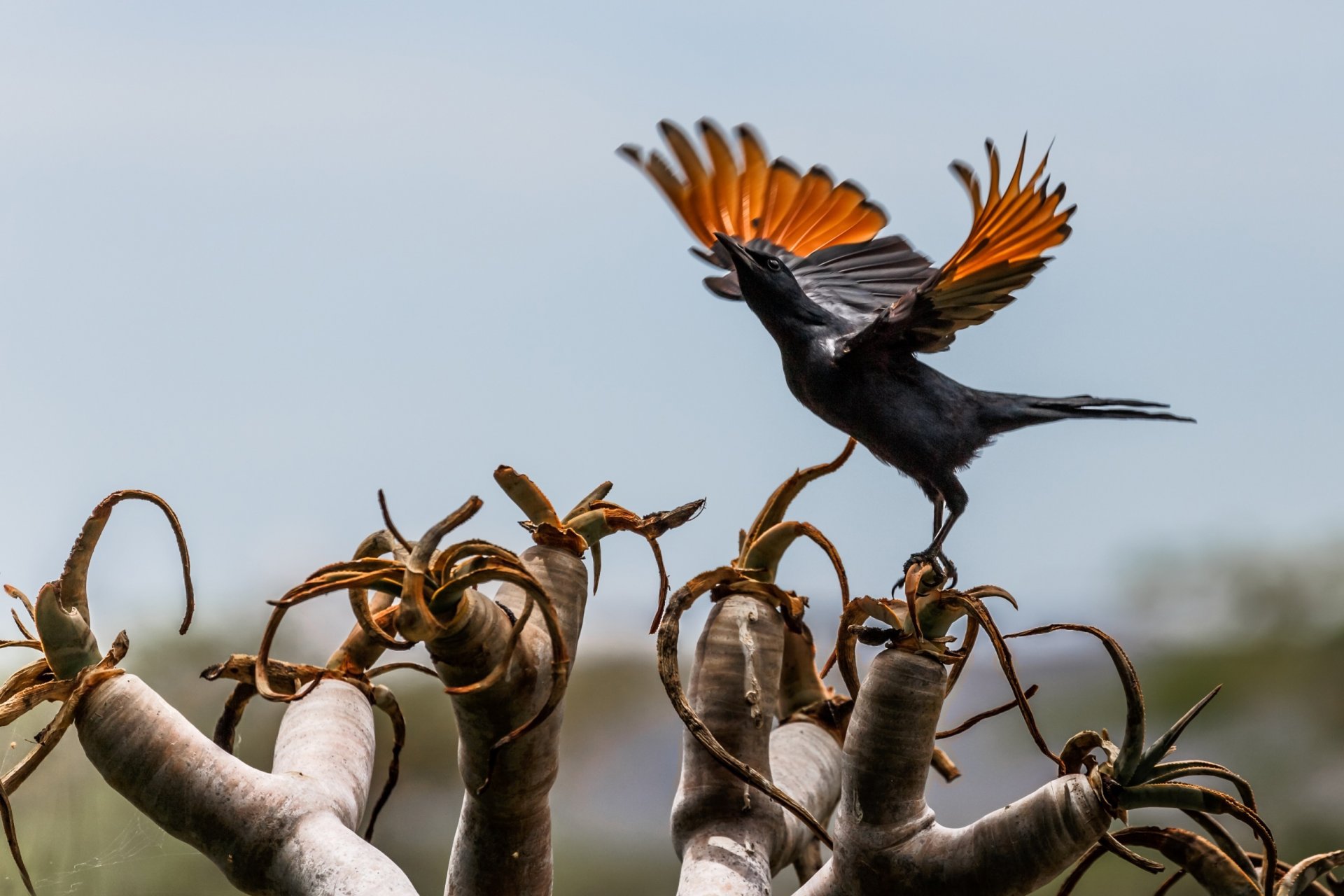 pájaro alas aleteo áfrica