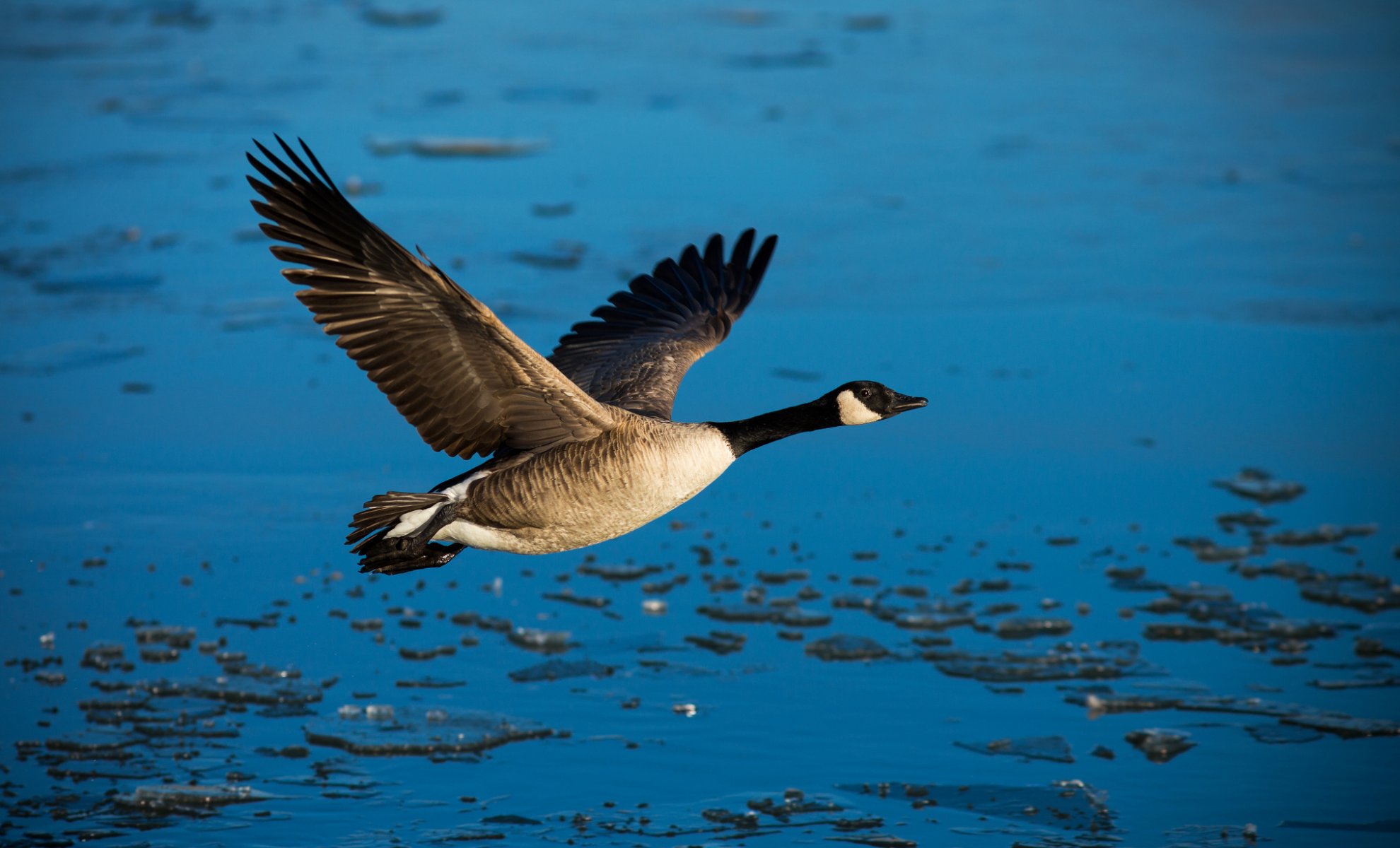 pájaro pato alas libertad agua