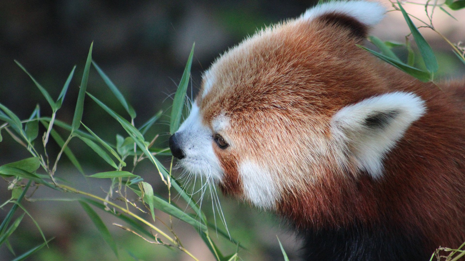 pequeño rojo panda plantas hojas