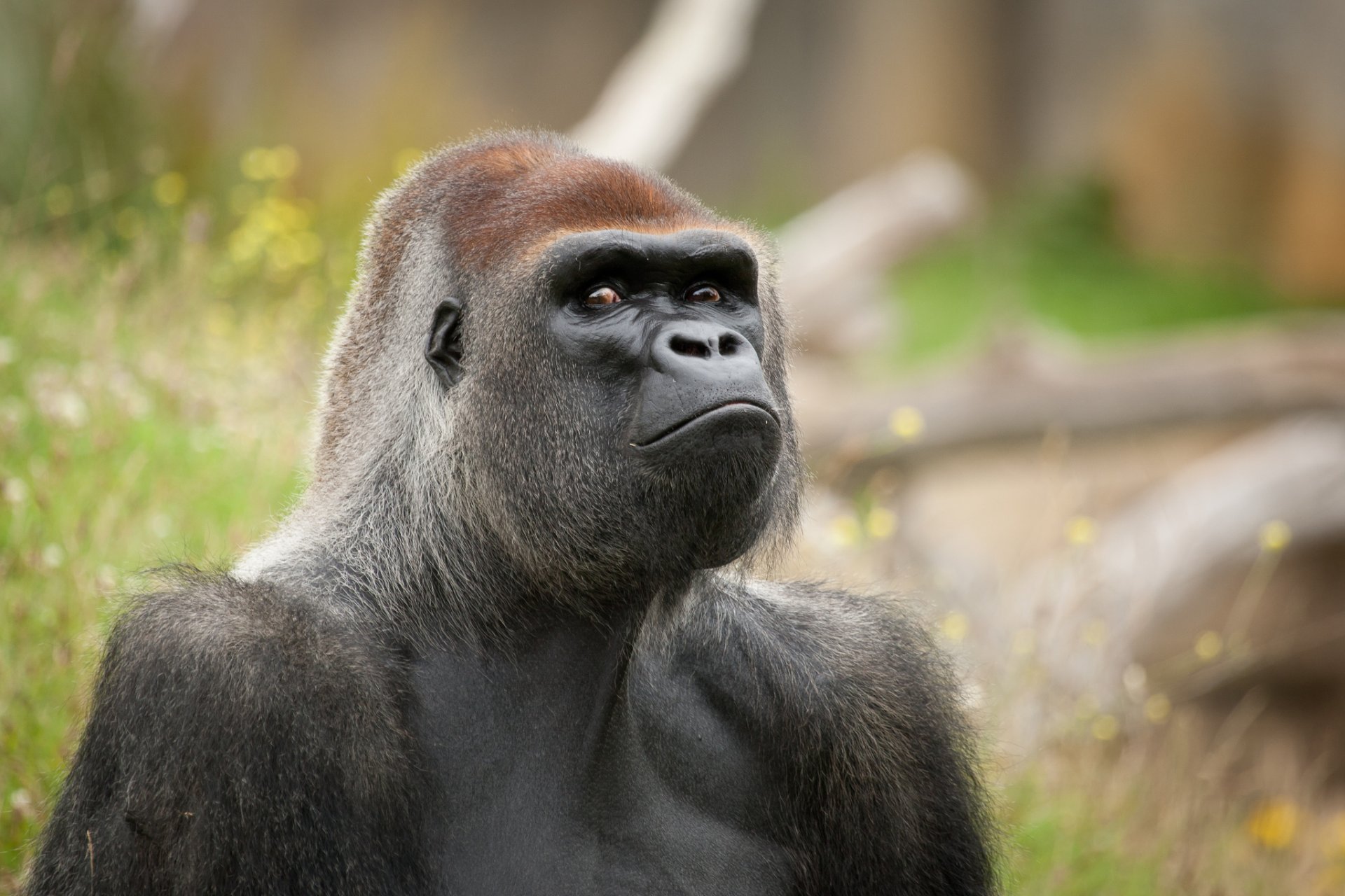 gorille singe primate museau regard