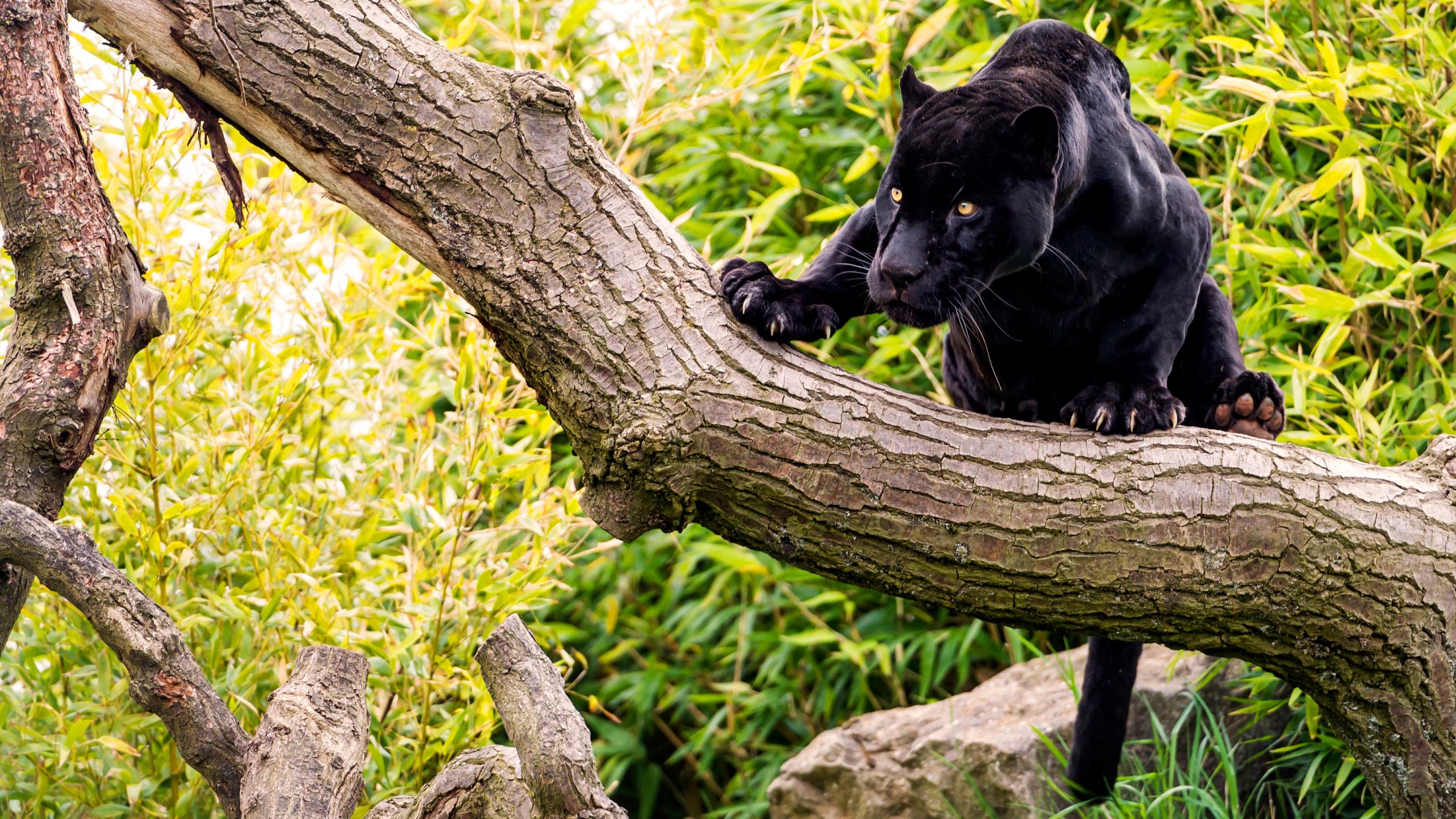 schwarzer jaguar panther katze baum wald stein