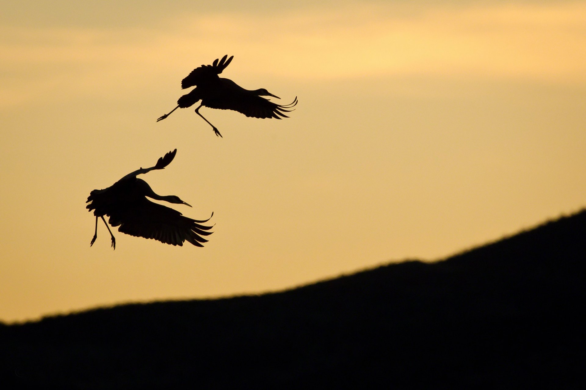 aves pareja cigüeña siluetas pendiente cielo