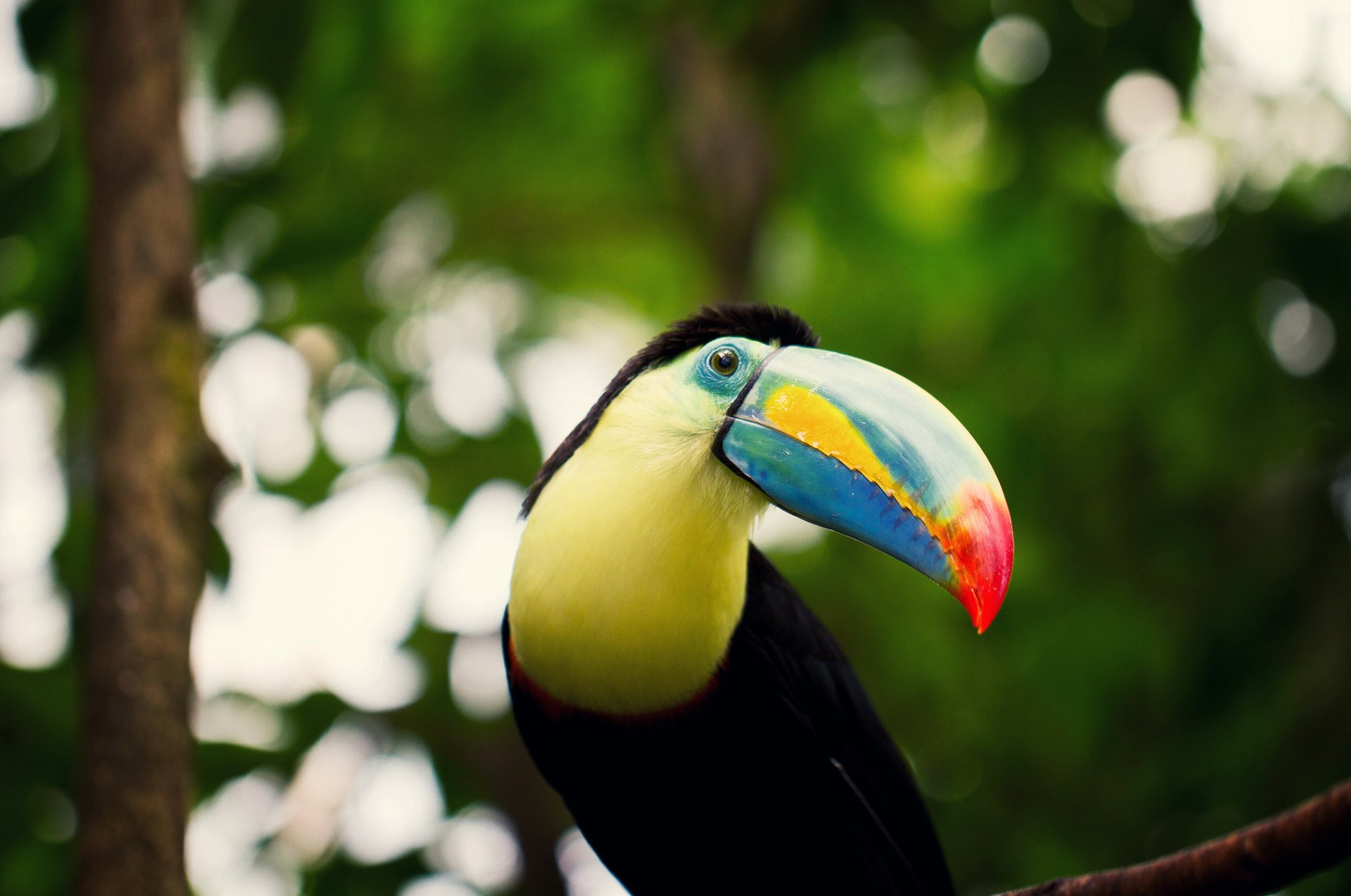 toucan beak eye view branches bokeh