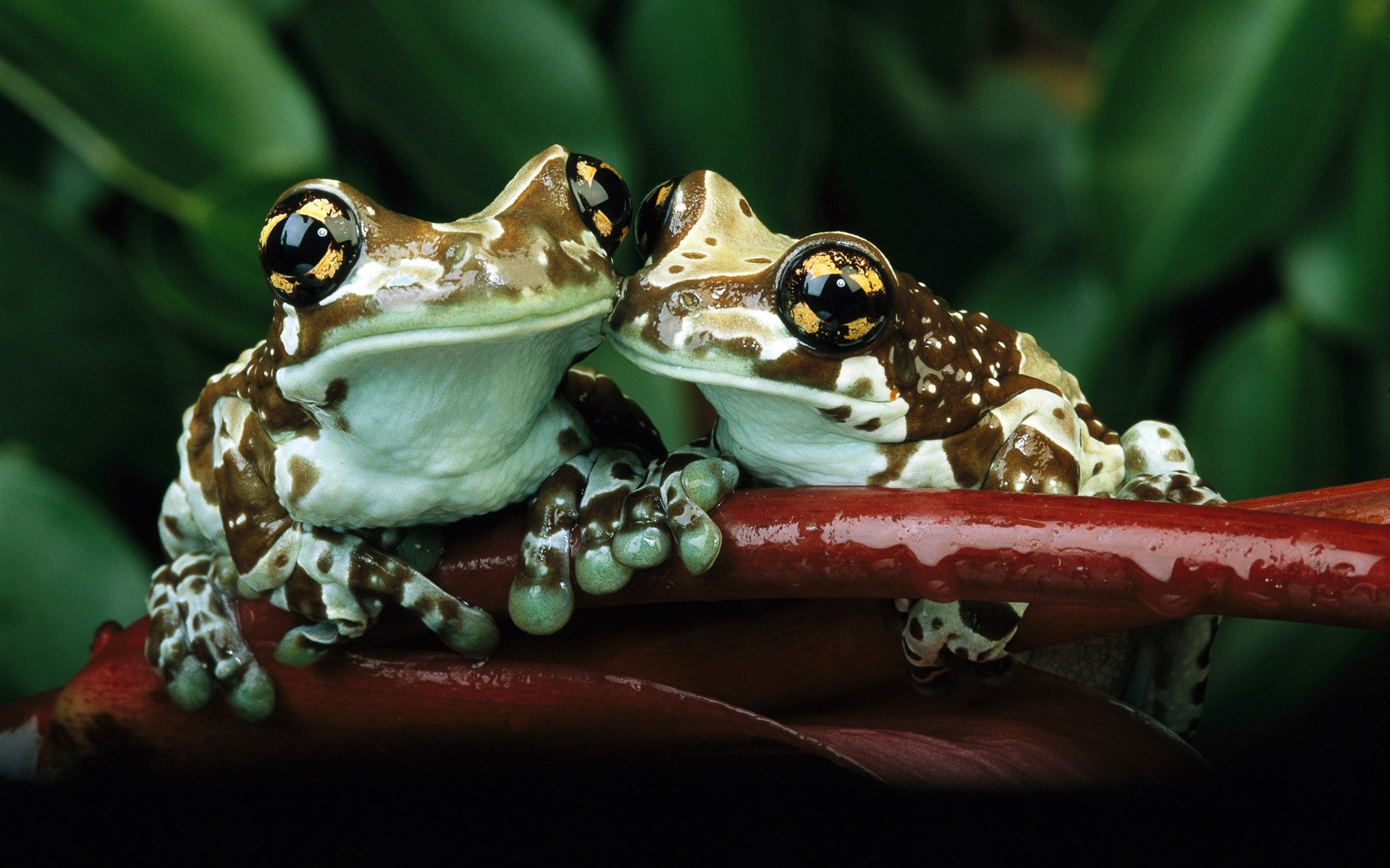 frogs hugging sitting green greenery bordeaux leaf