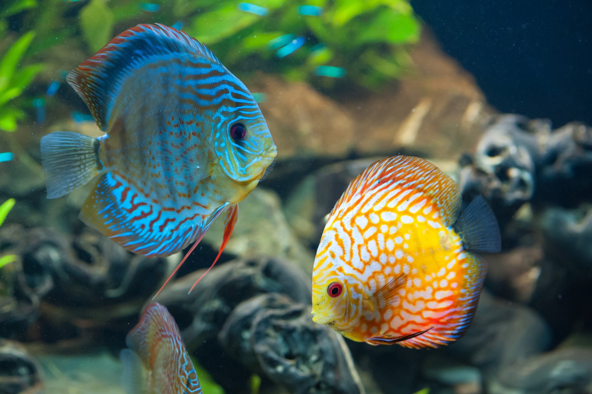 beautiful discus fish underwater ocean sea coral reef under water