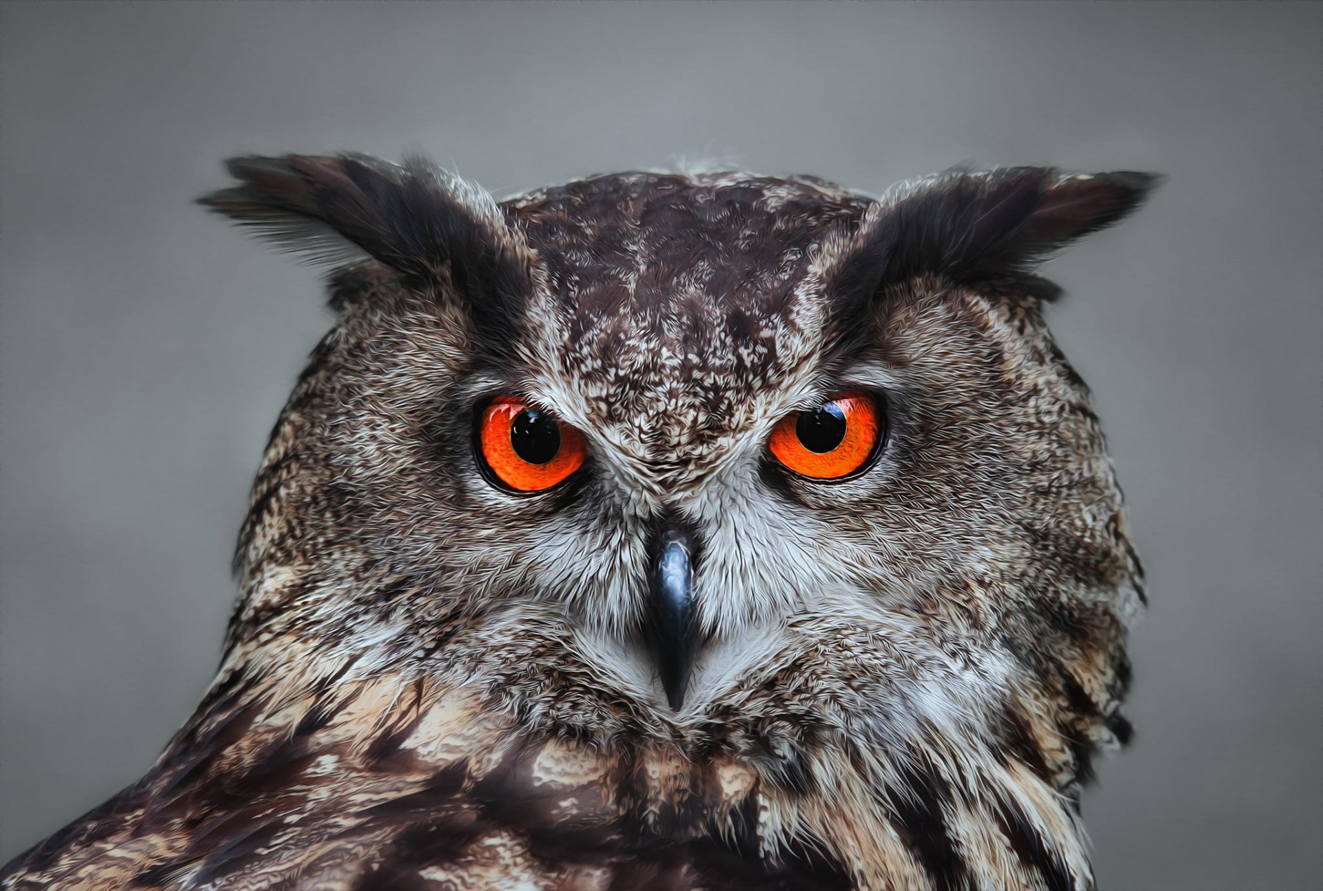 owl owl bird feathers beak look detlef knapp