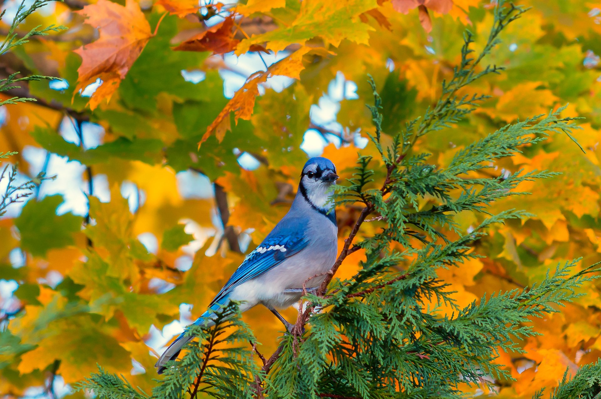 uccello albero ramo foglie autunno