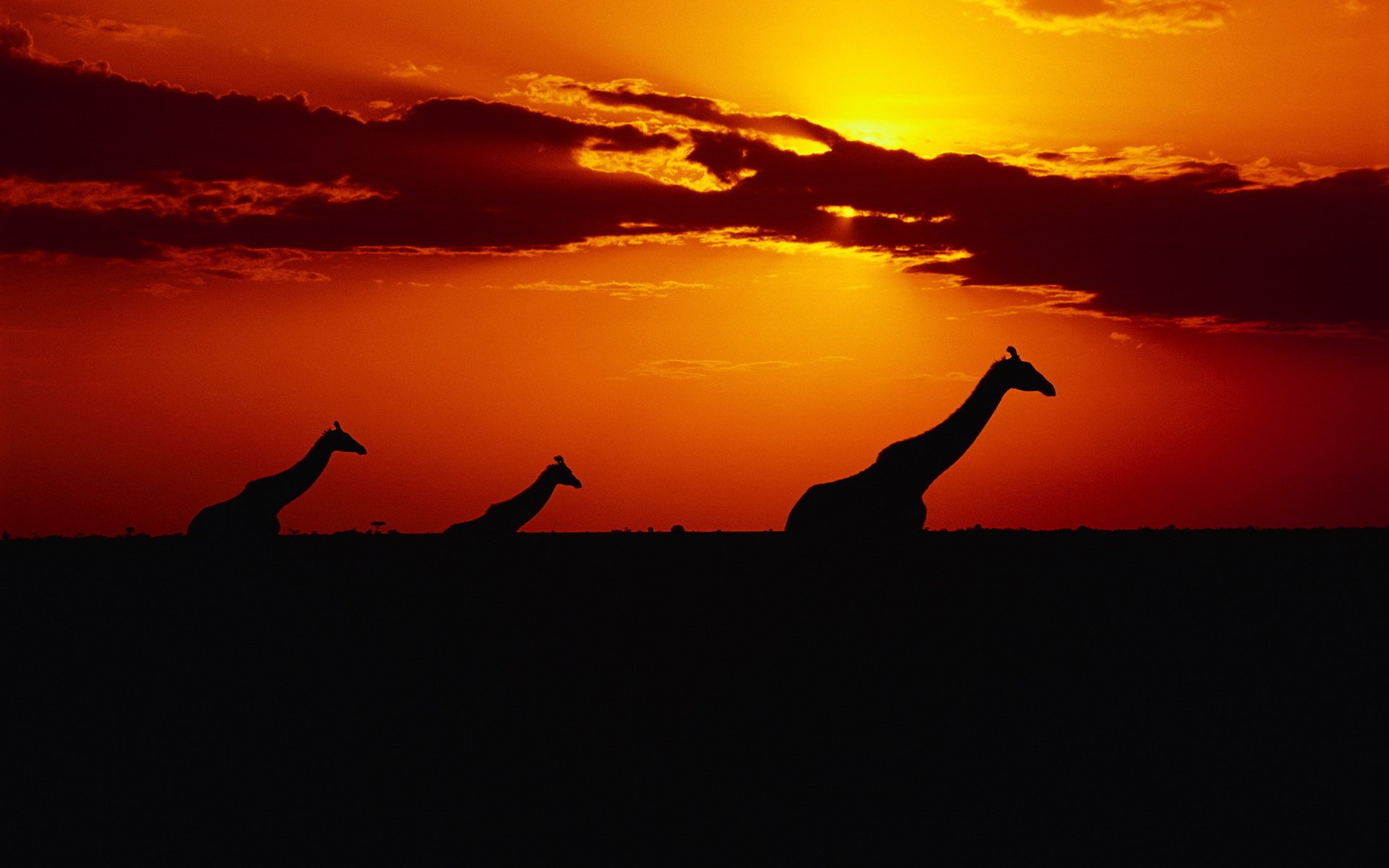 girafes coucher de soleil soleil ciel