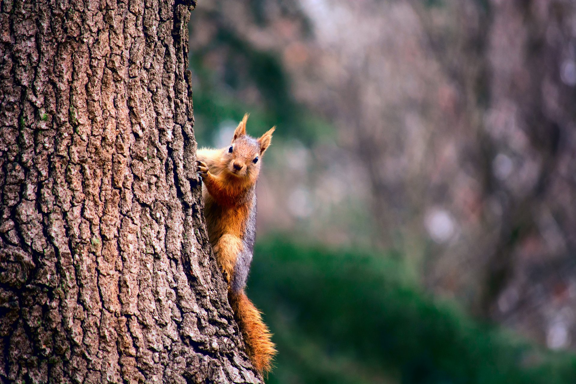 scoiattolo albero tronco corteccia struttura sfondo bokeh