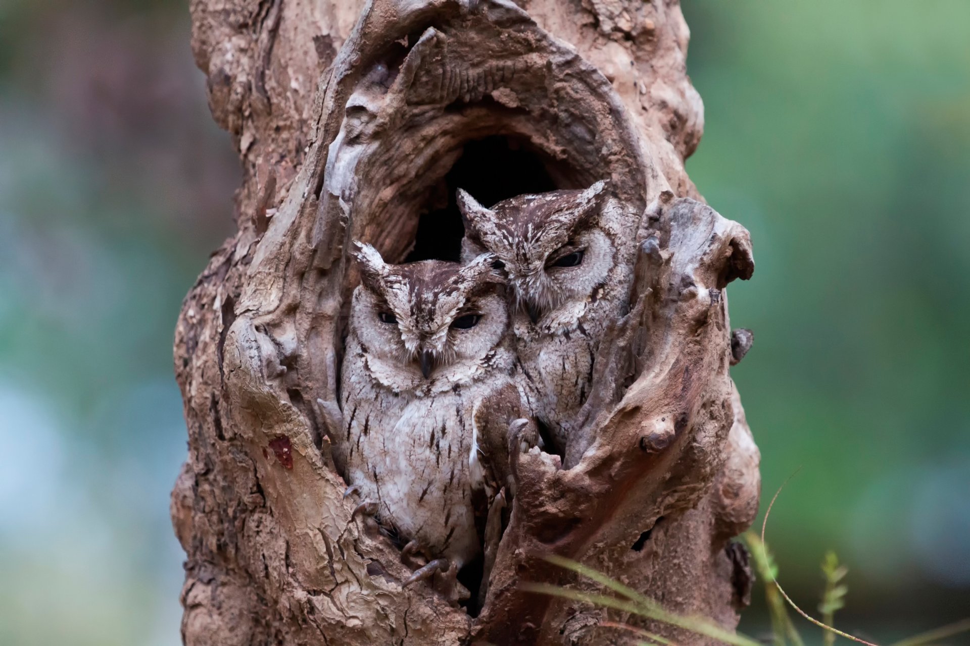 owl tree camouflage