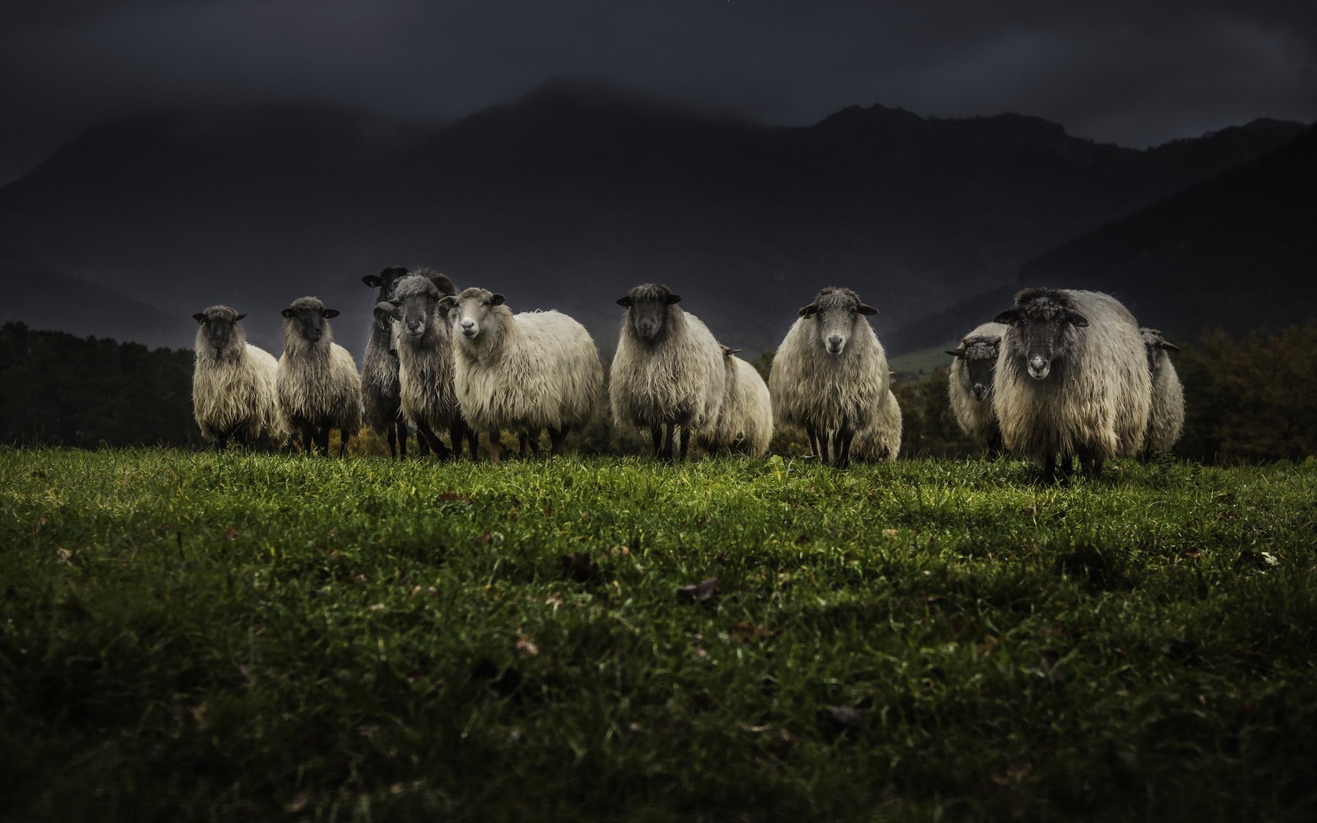 moutons nuit nature