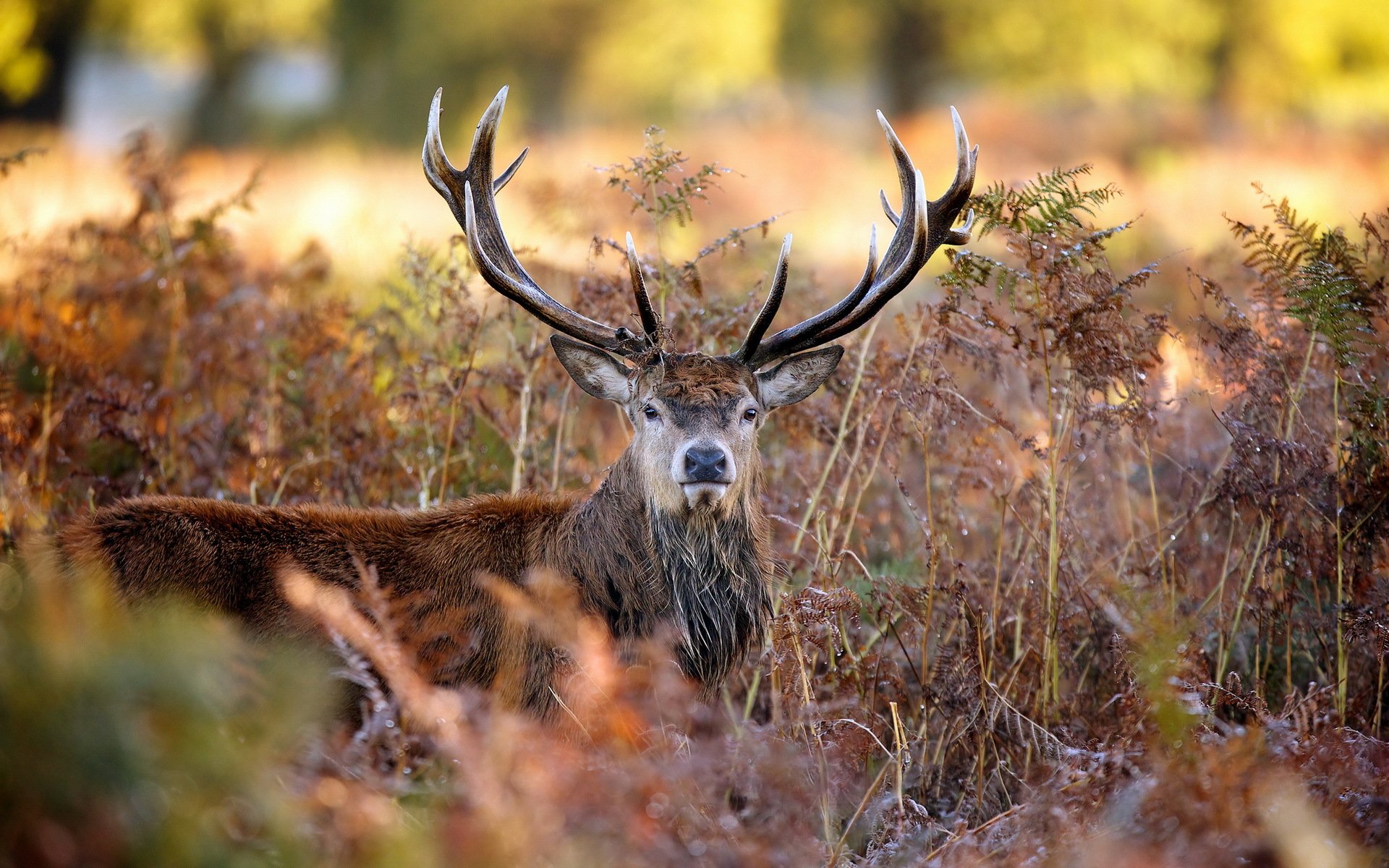 reindeer nature autumn