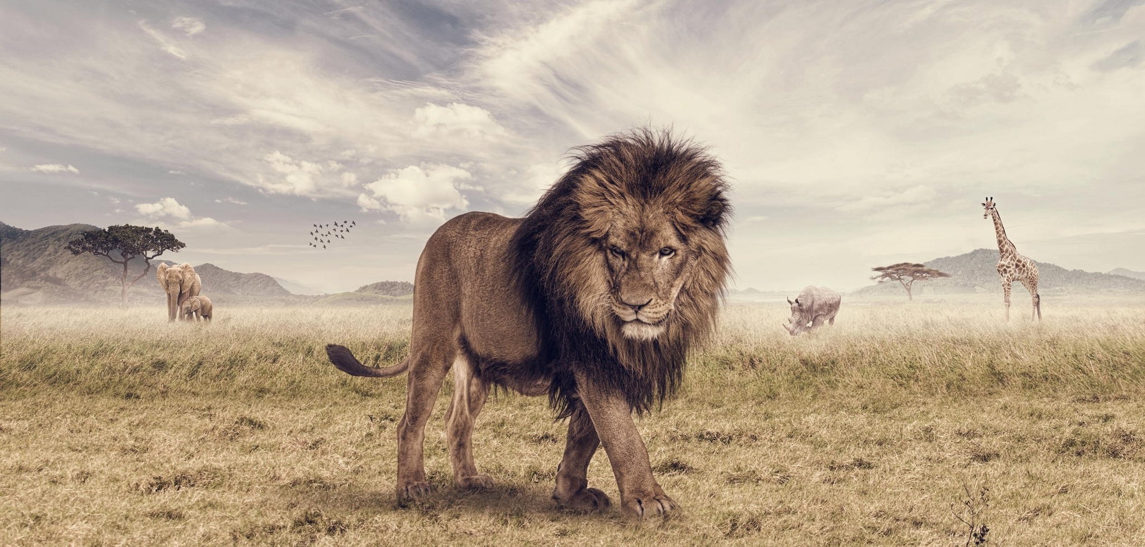 lion king photoshop joshua amenyo savannah lion animal elephant rhinoceros giraffe