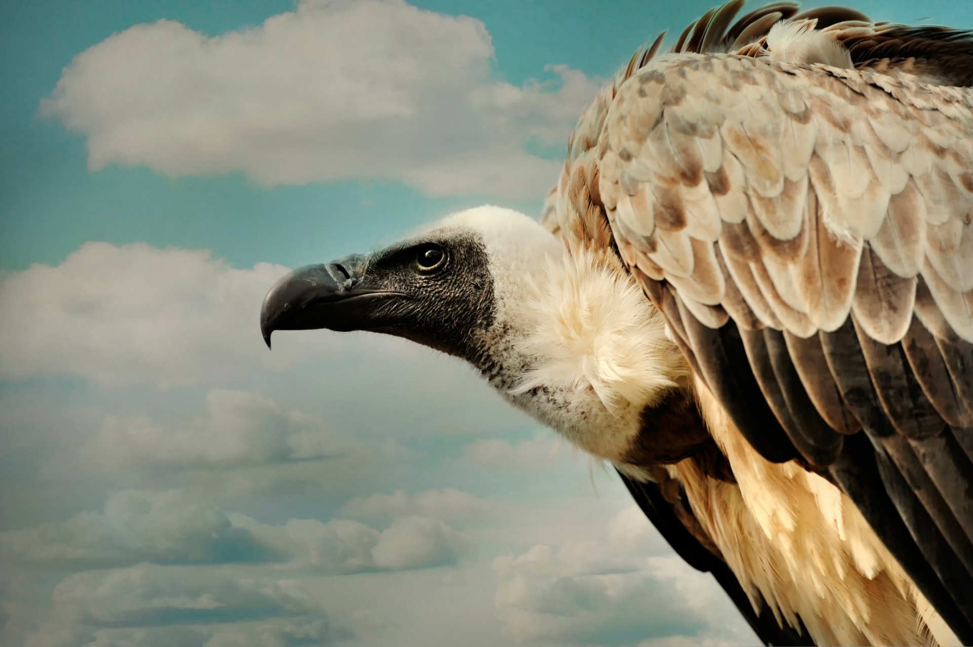 beak cloud