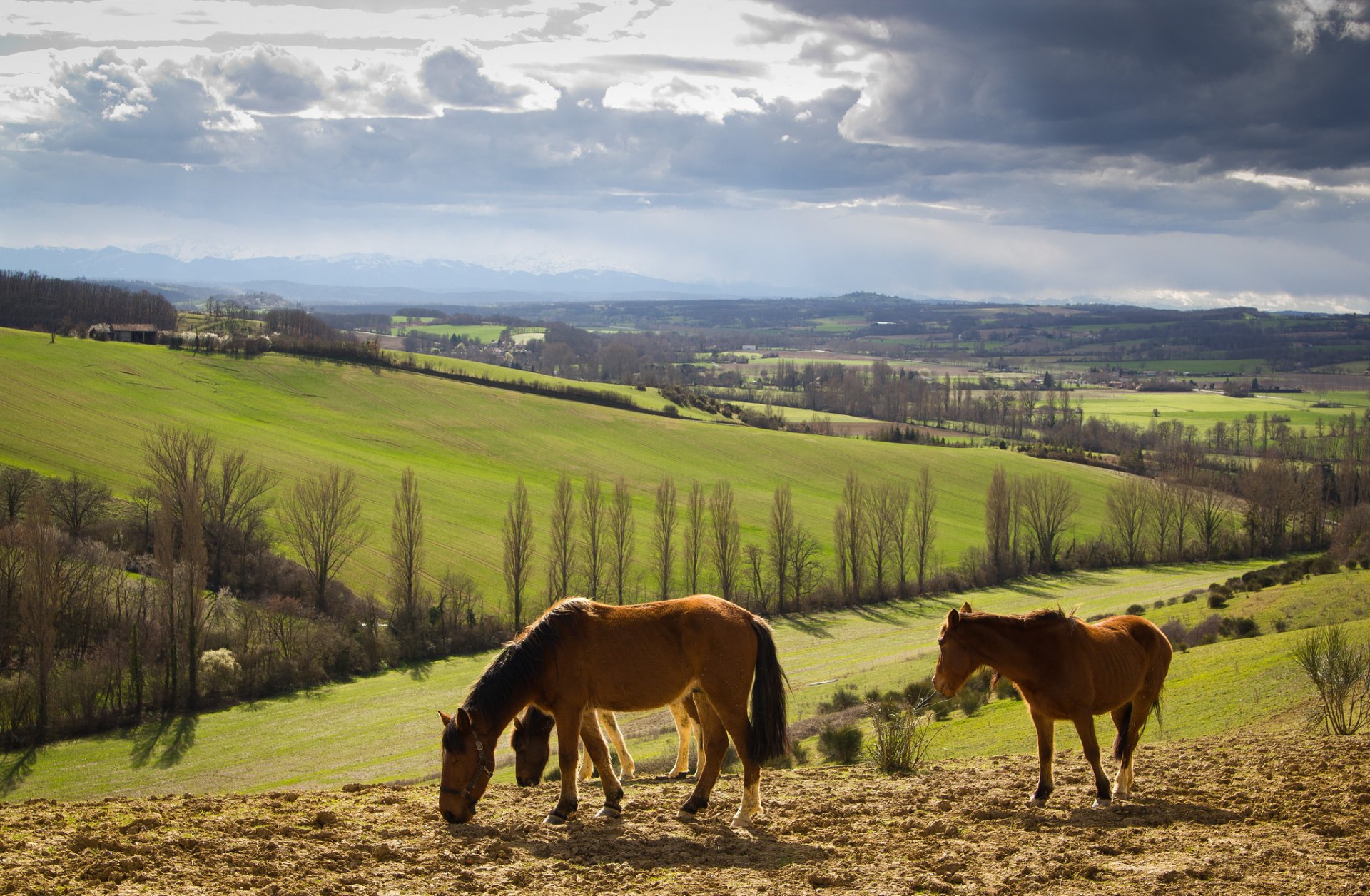 of the field hills tree horse