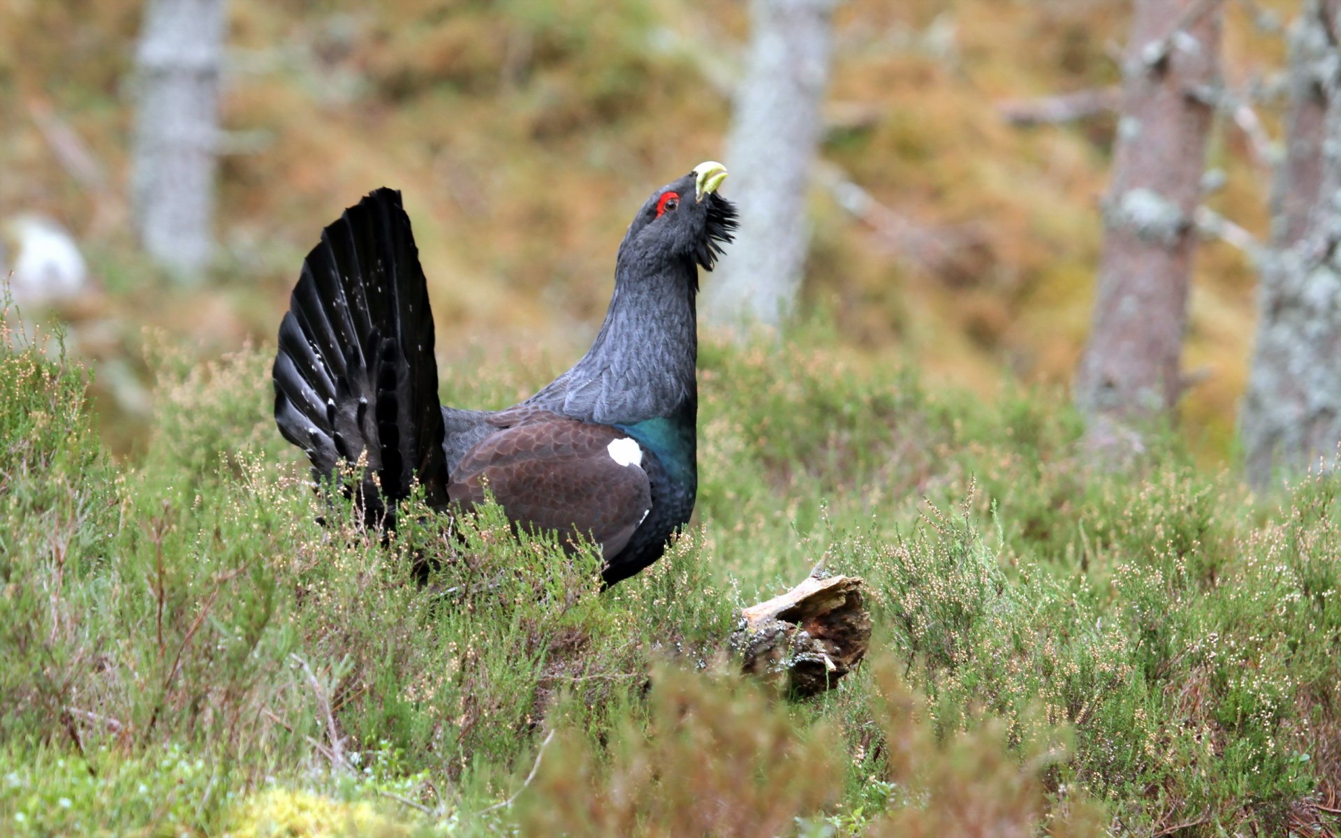 gallo cedrone uccello natura