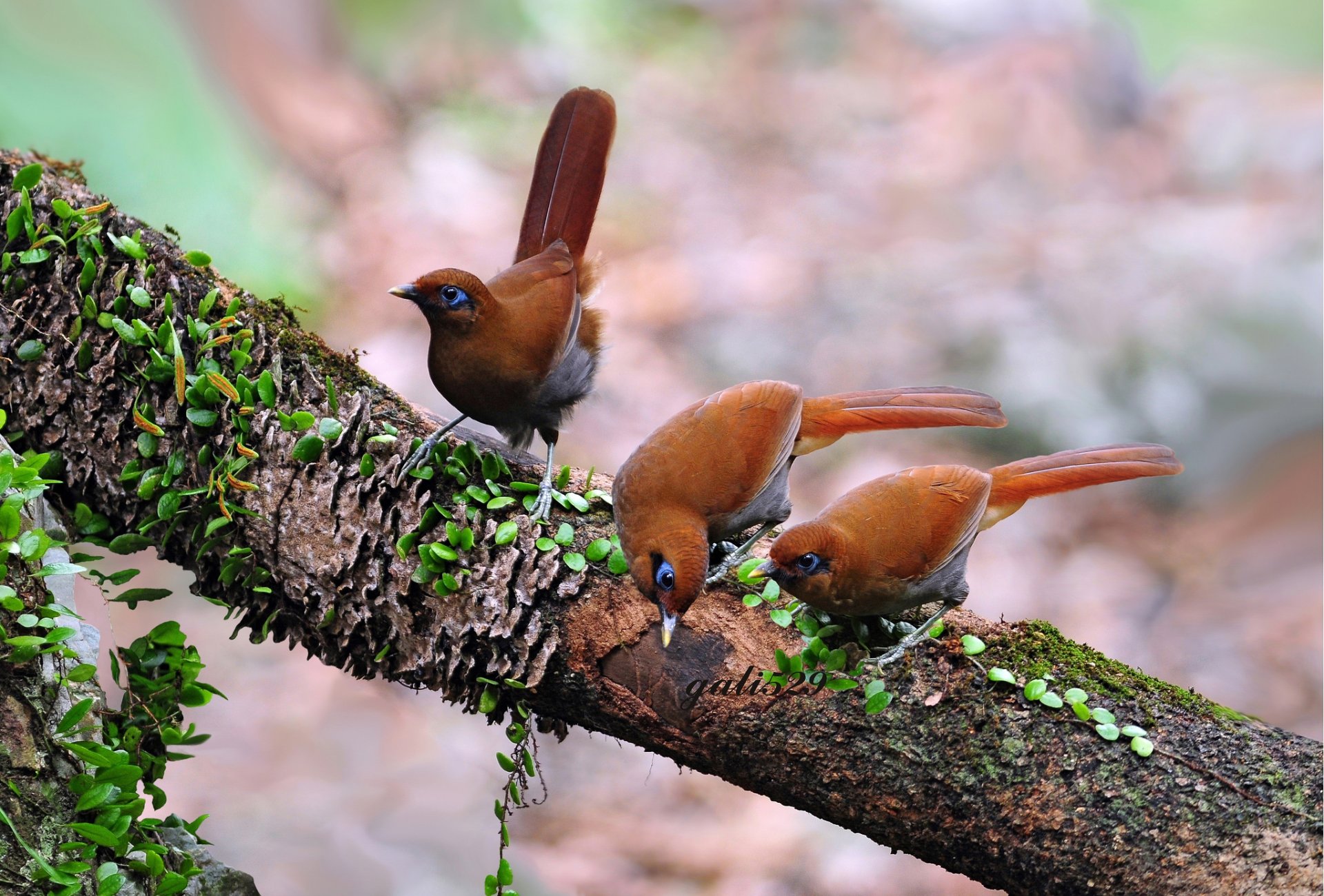 baum zweig vögel drei hintergrund