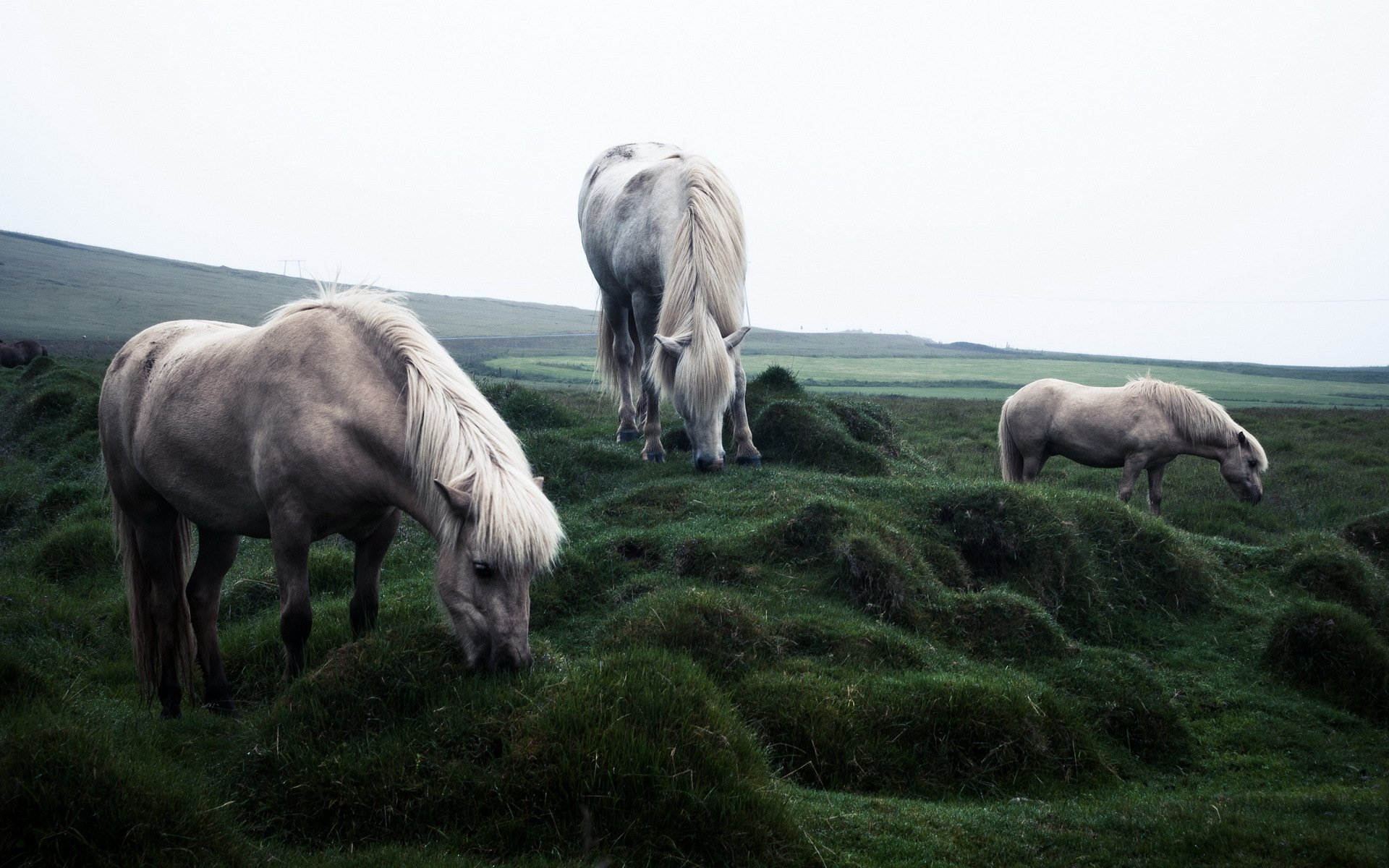 chevaux champ nature