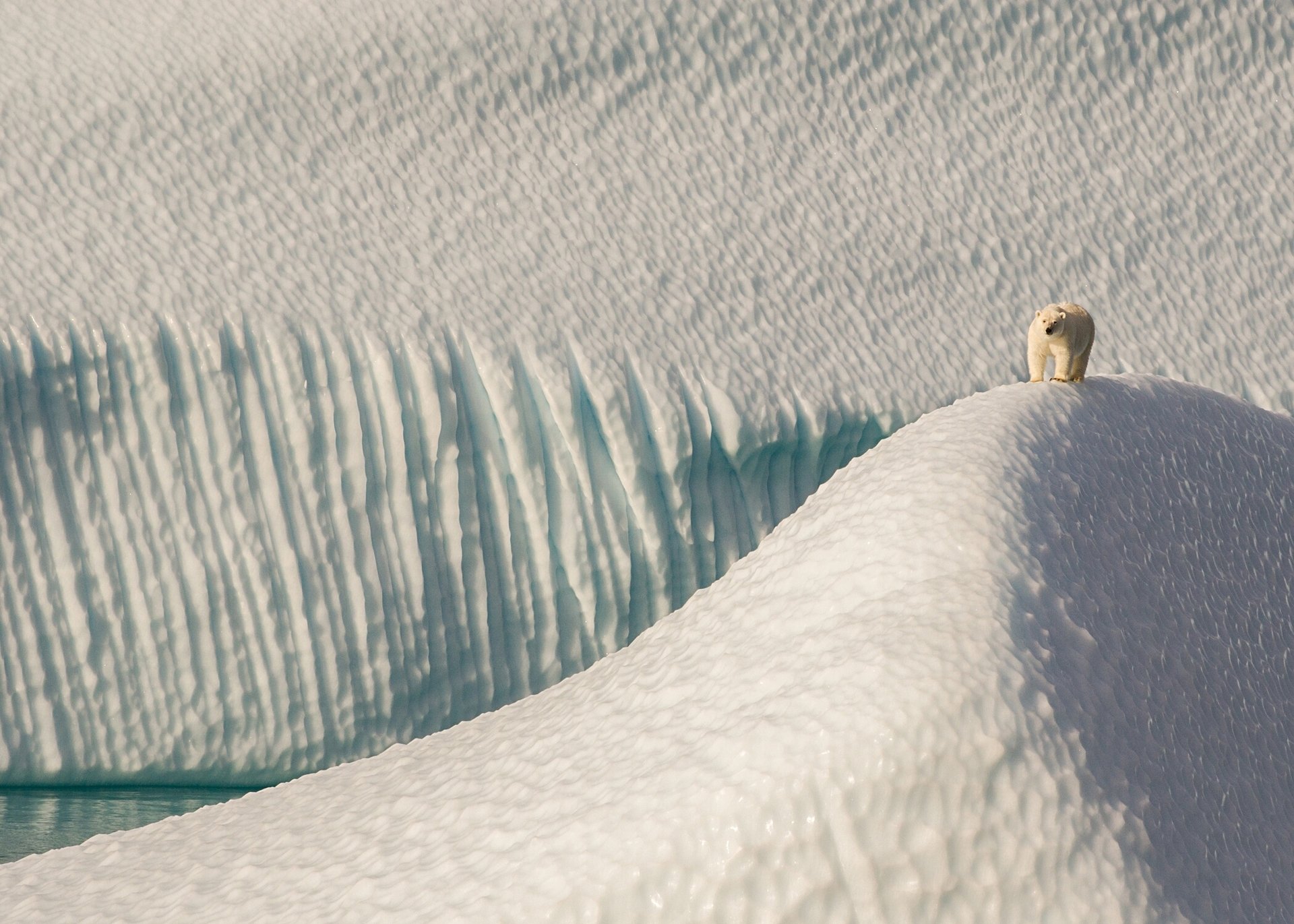 niedźwiedź polarny zaćmienie dźwięku nunavut kanada góry lodowe kry